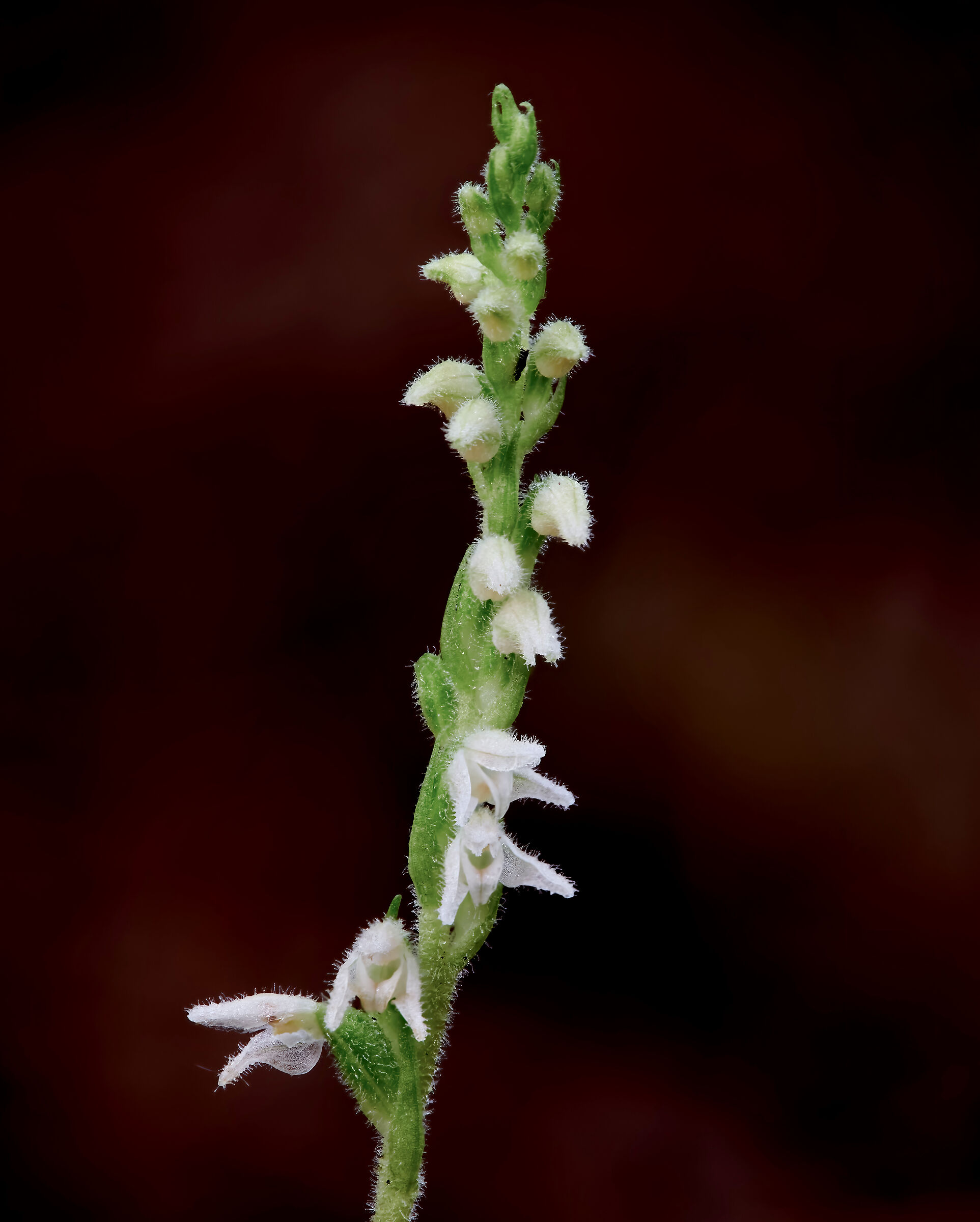 Goodyera repens