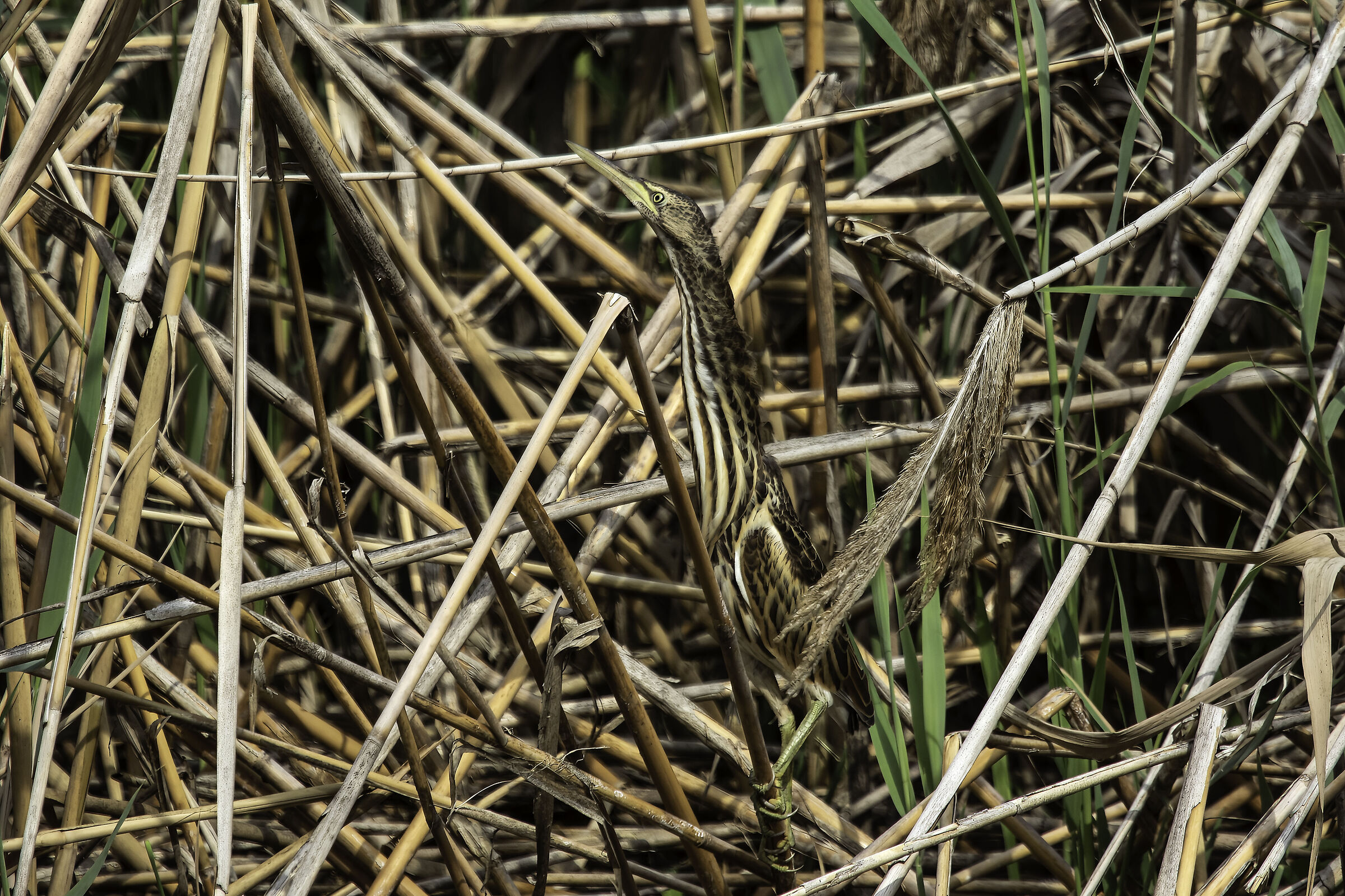 Young bittern