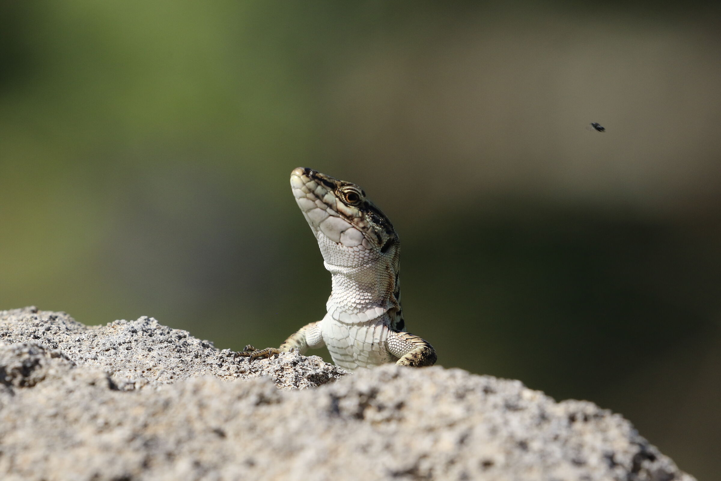 " Crop 6 Cento 40 ", Canon 100- 400 L II, 7 D II