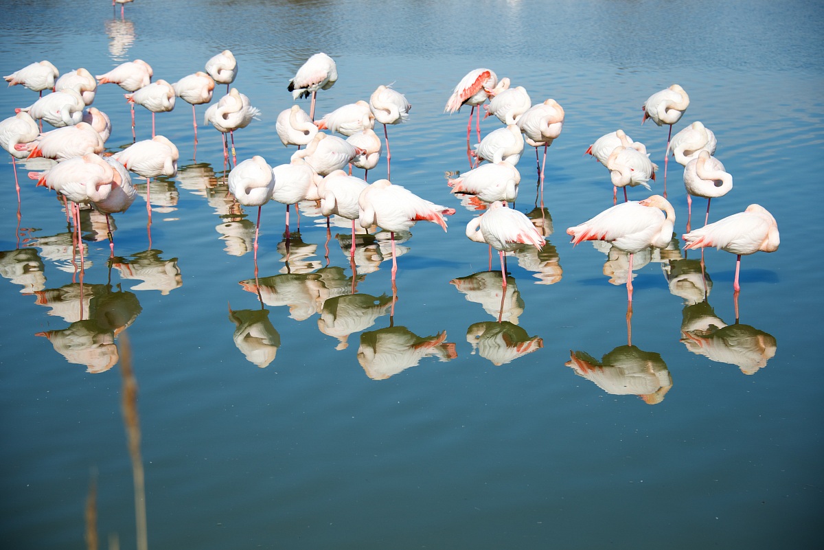 equilibrismi riflessi