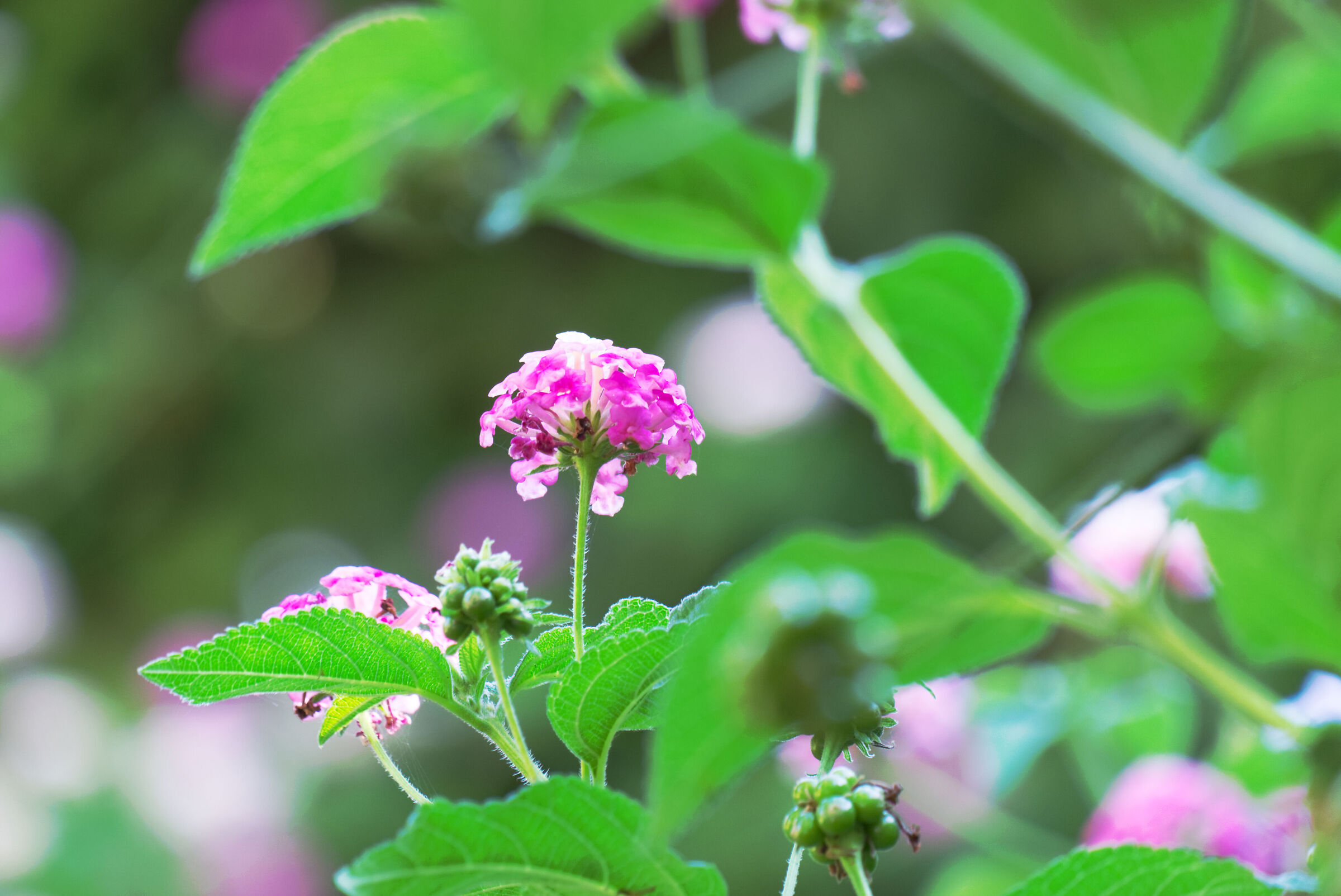 Lantana flower illuminated by the sun