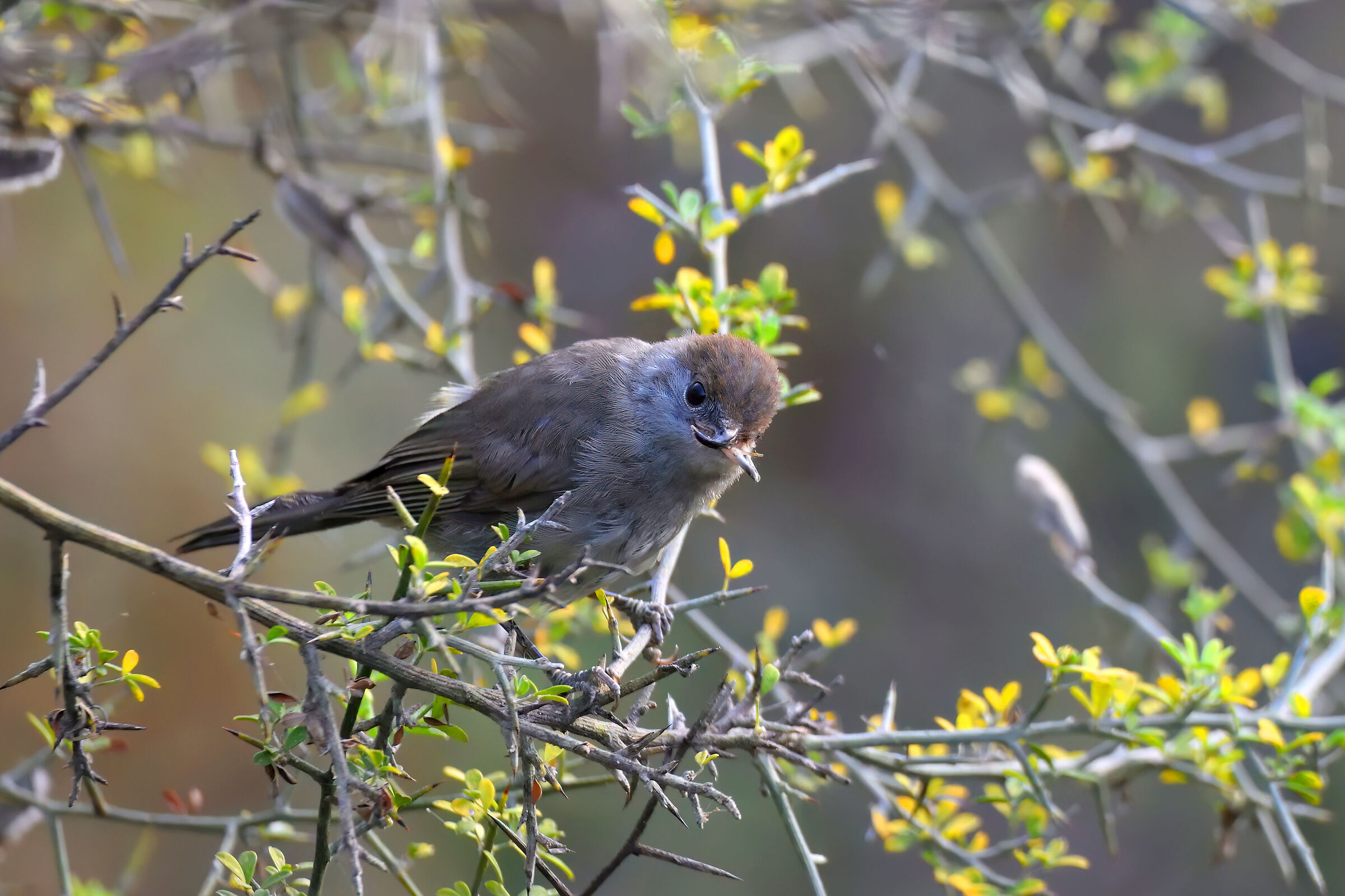 Curved-billed capinera