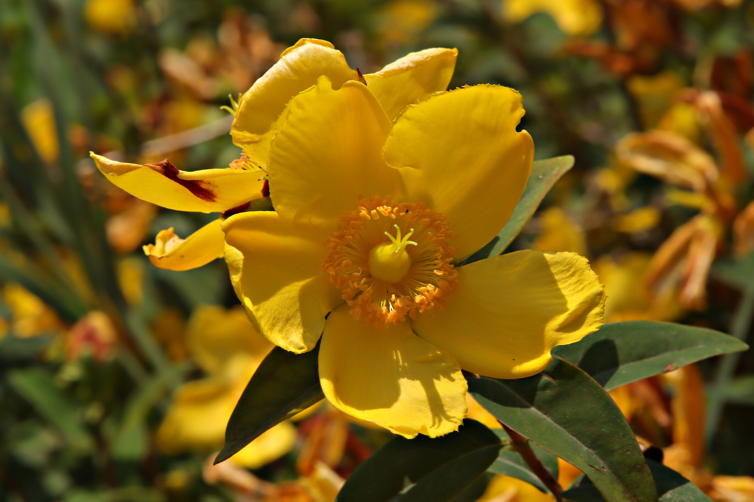 Dendromecon harfordii
