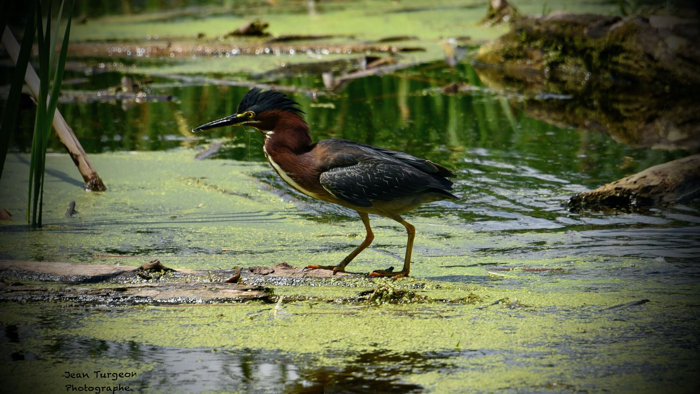 Marsh Provencher Quebec, questo uccello viveva lì