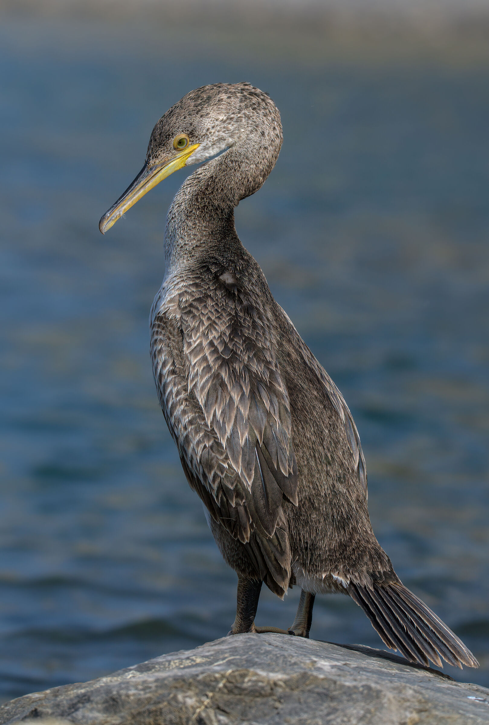 marangone dal ciuffo