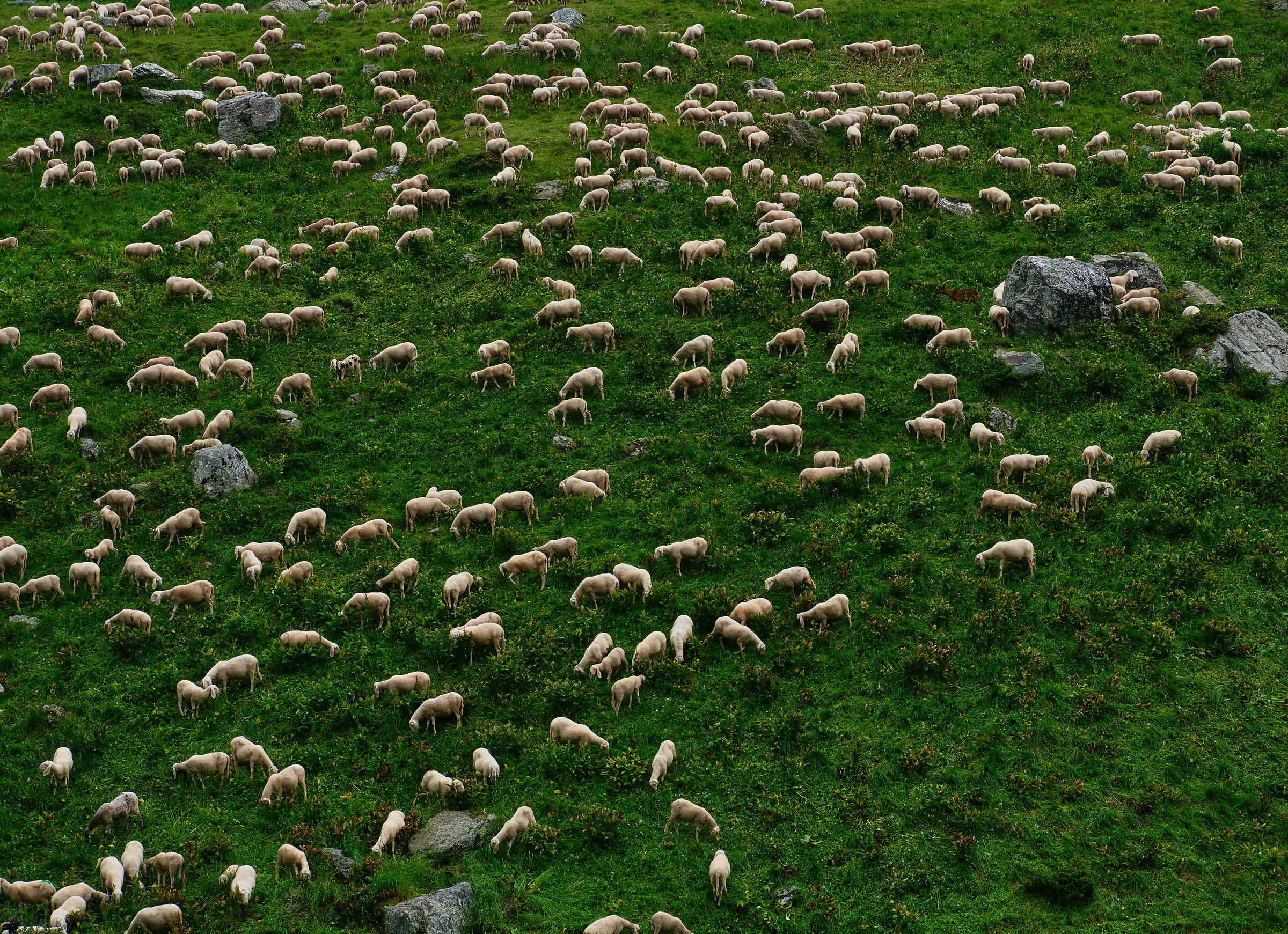 Se non riuscite ad addormentarvi potete sempre contarle