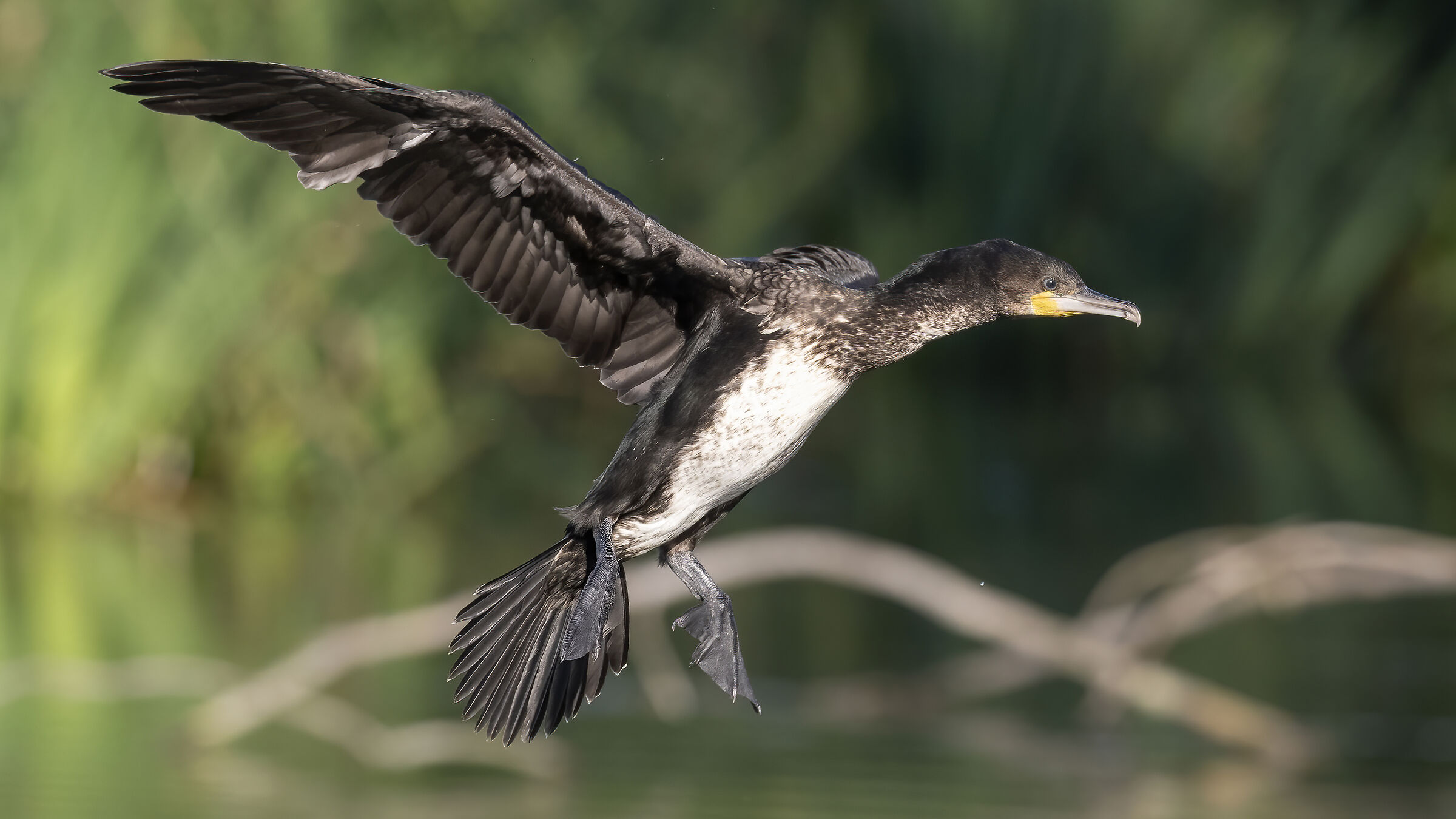 Cormorano