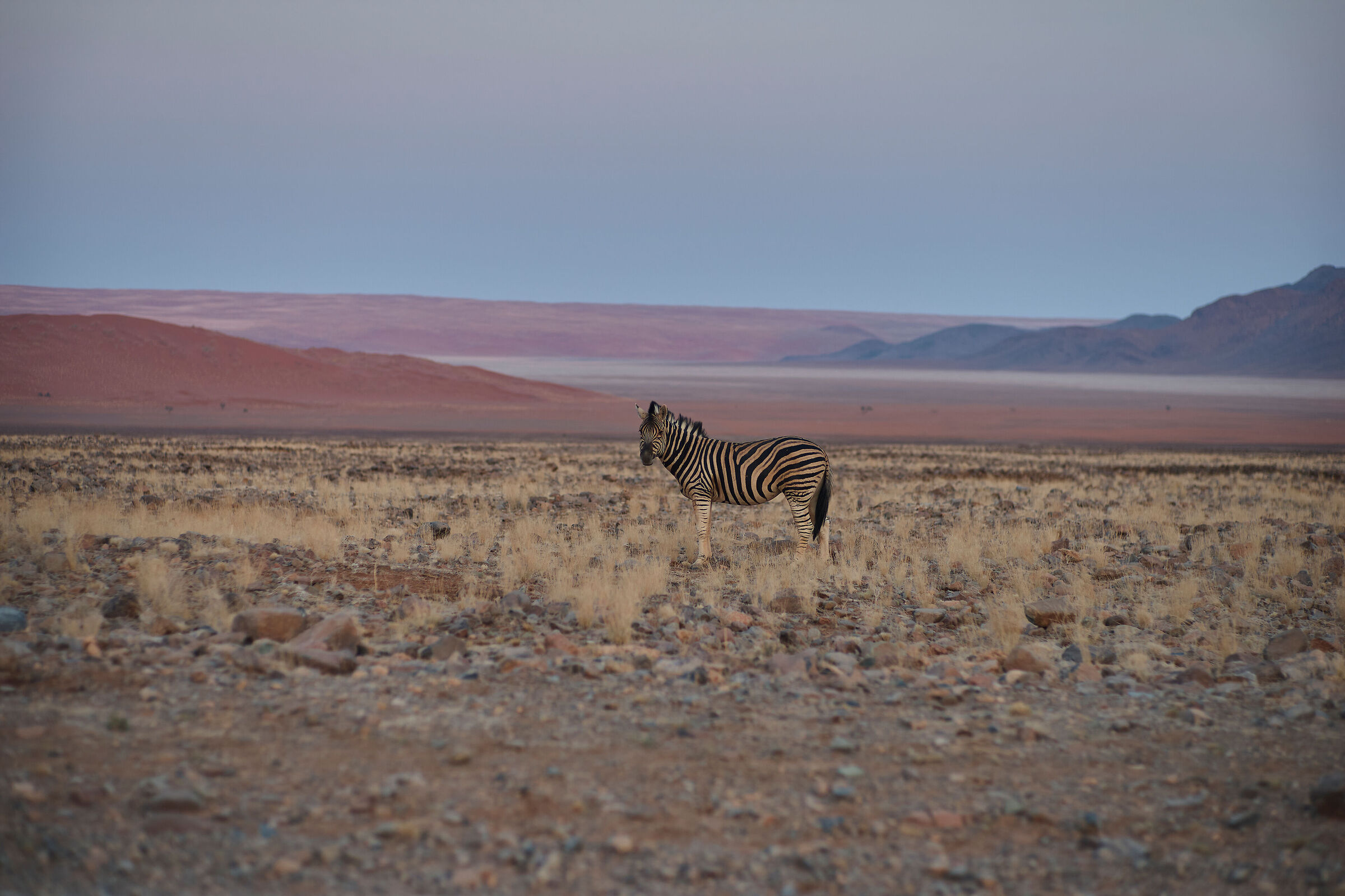Zebra