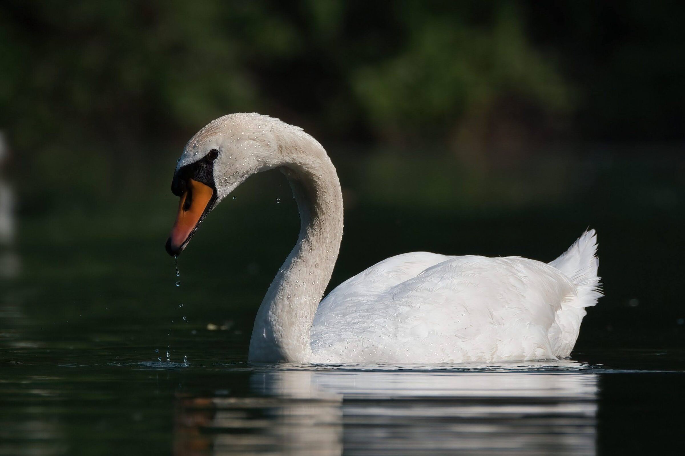 Mute swan