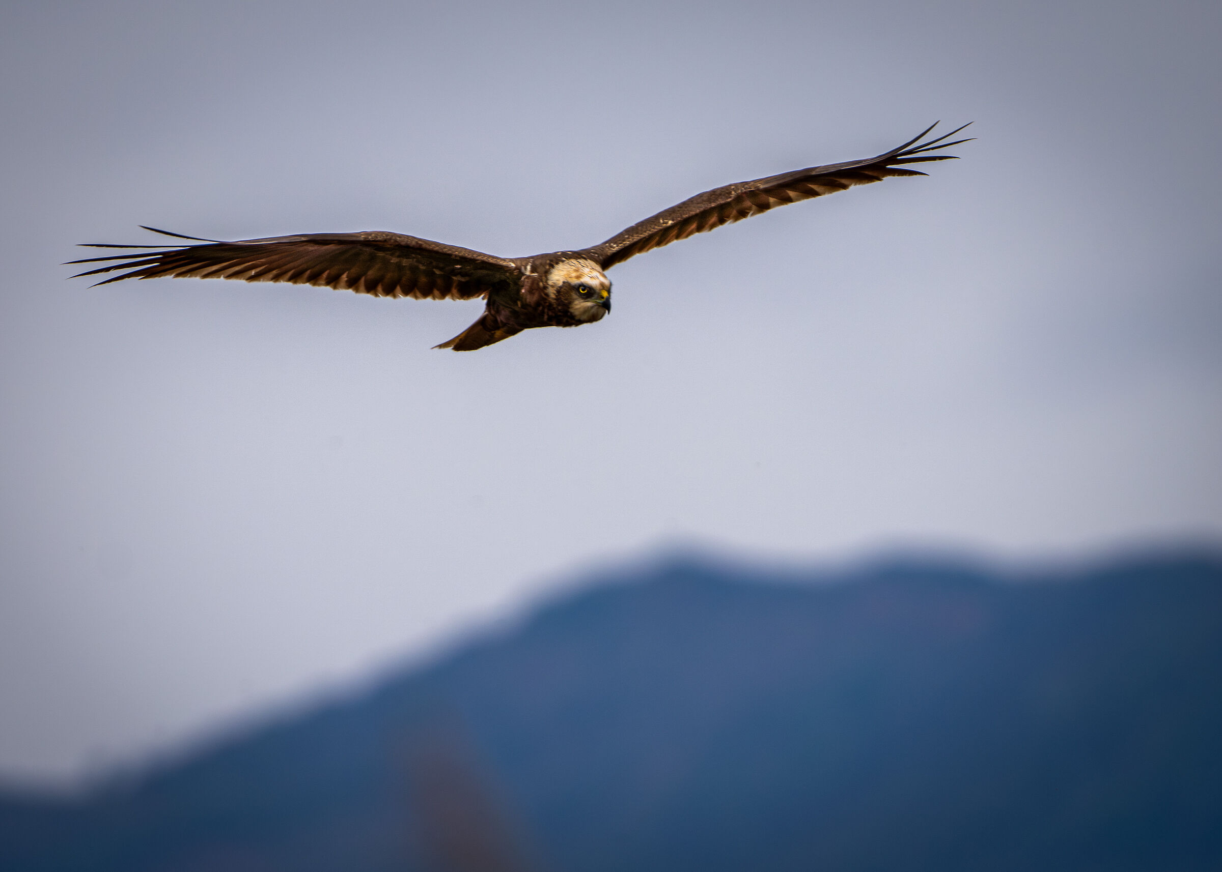 Falco
