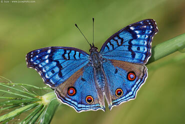 Junonia rhadama