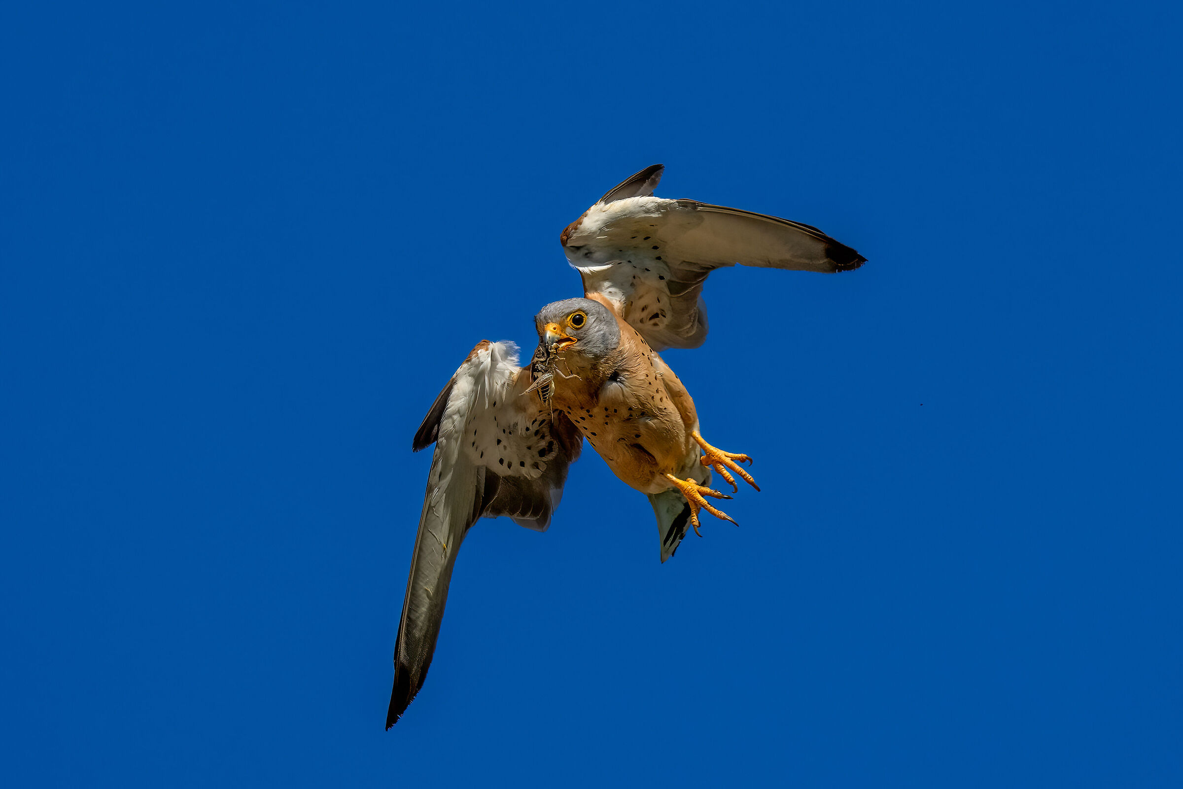 Falco grillaio maschio