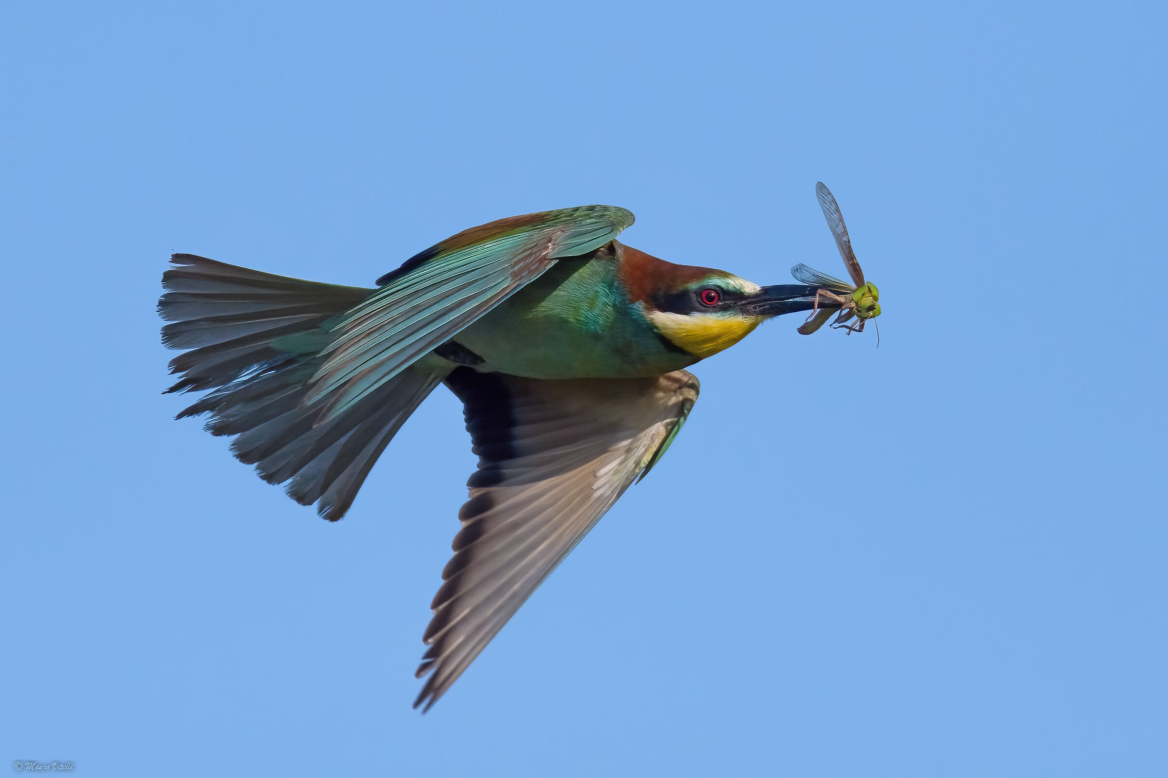 Bee-eater (Merops apiaster)