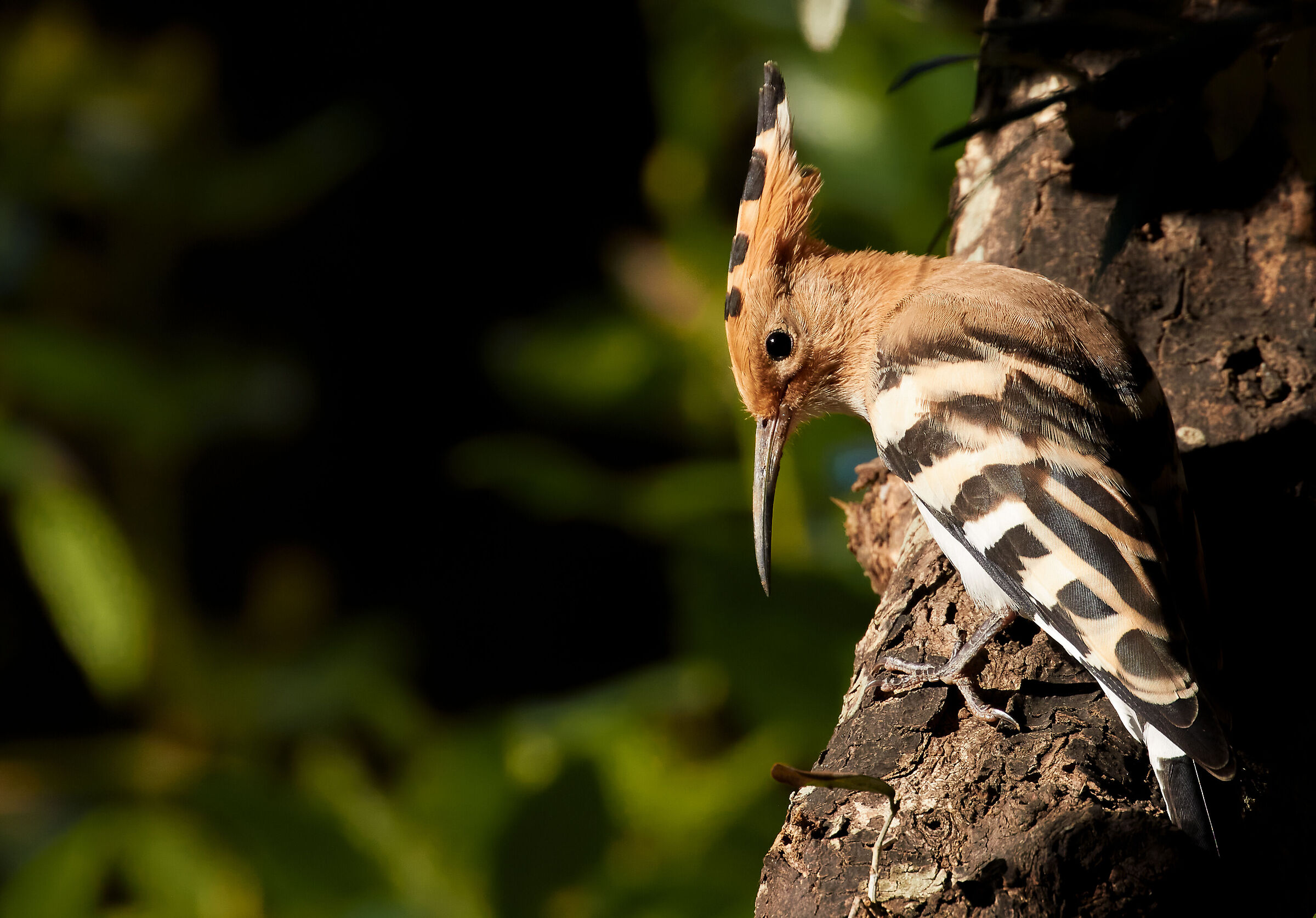 Hoopoe