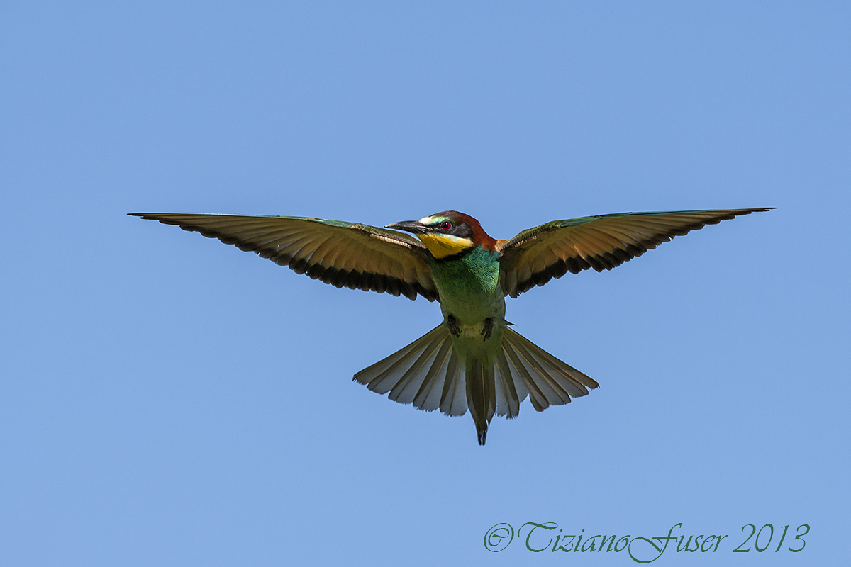 bee-eater holy spirit