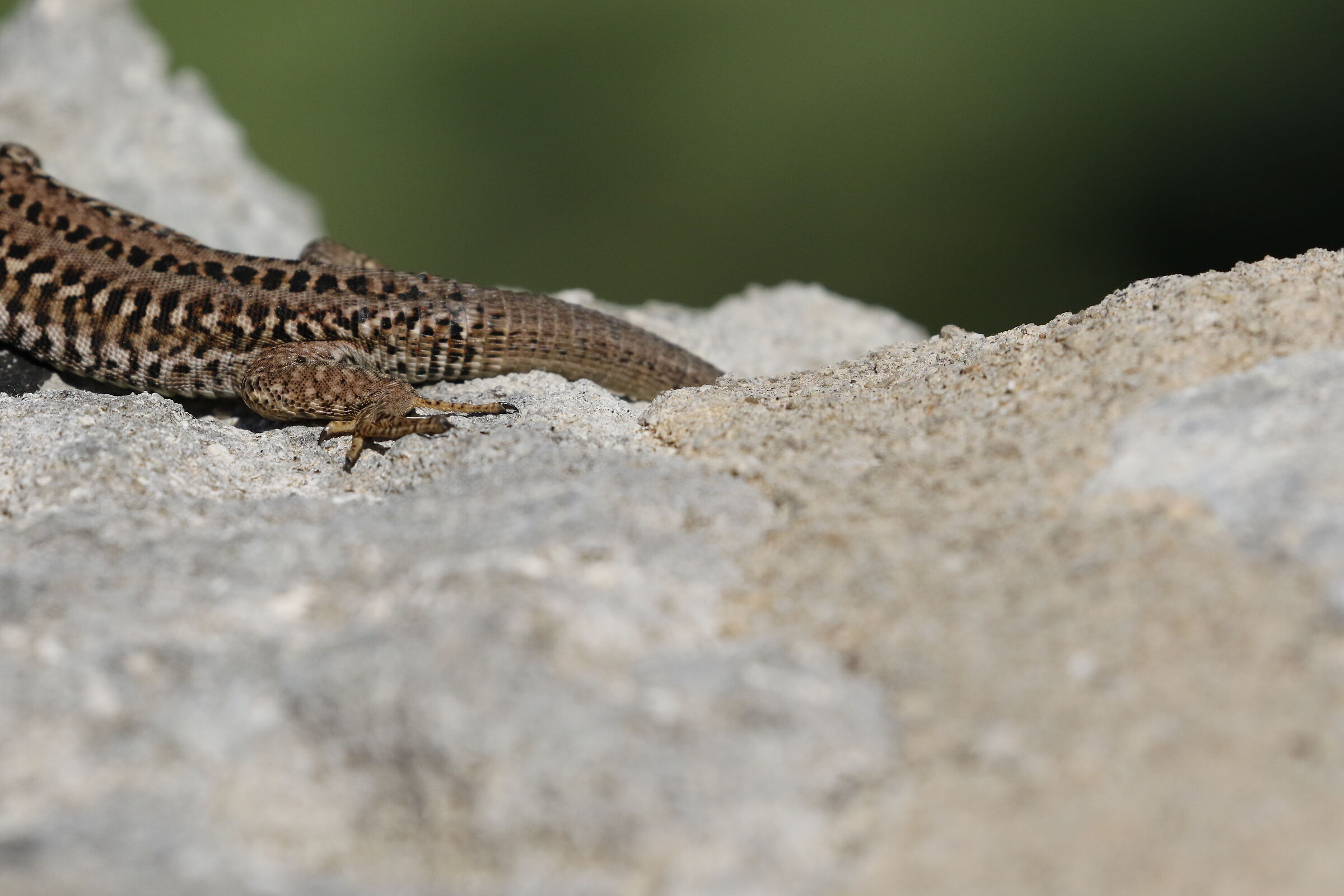 " Crop 6 Cento 40 ", Canon 100- 400 L II, 7 D II