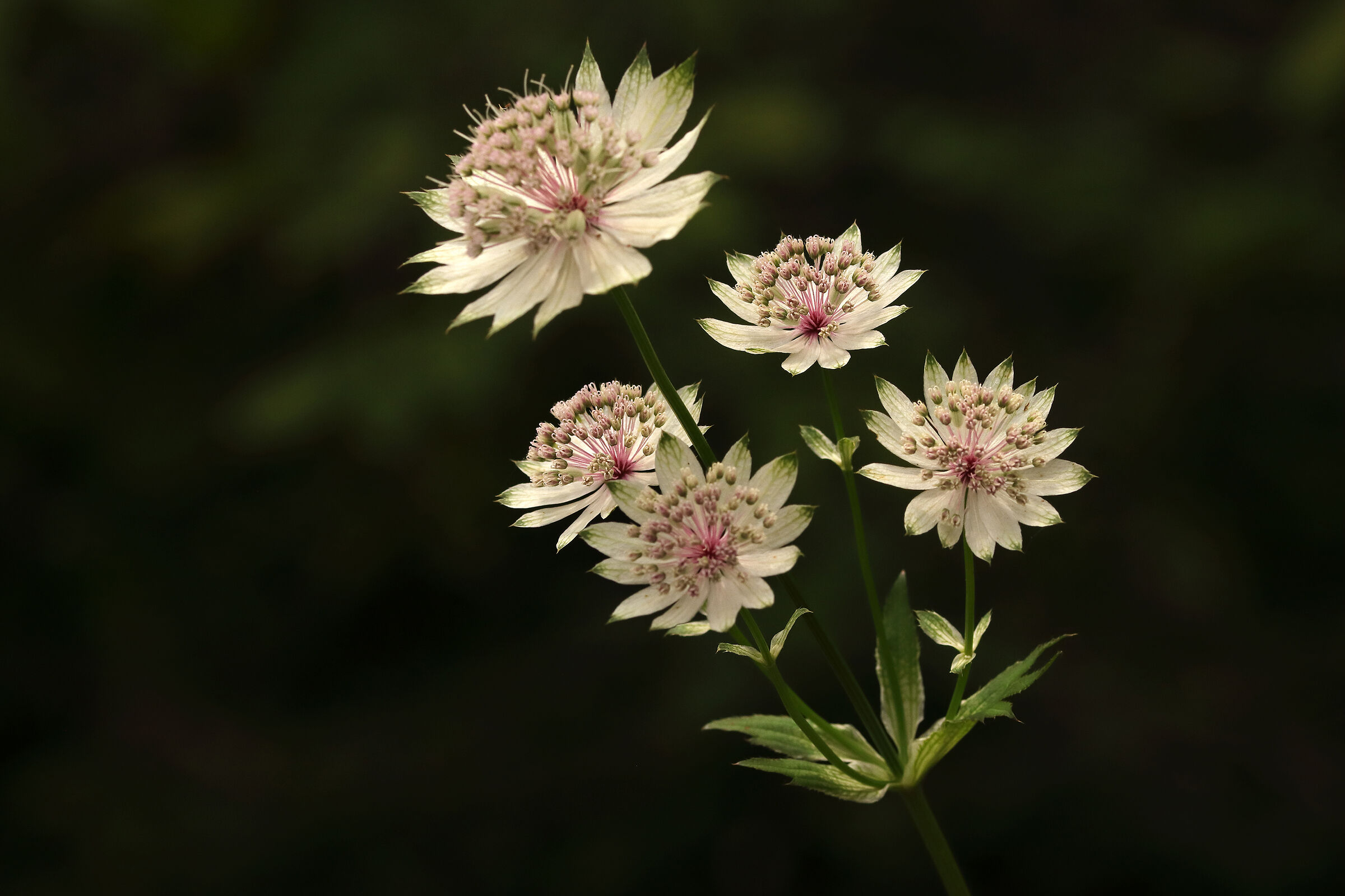 Jewels of the forest