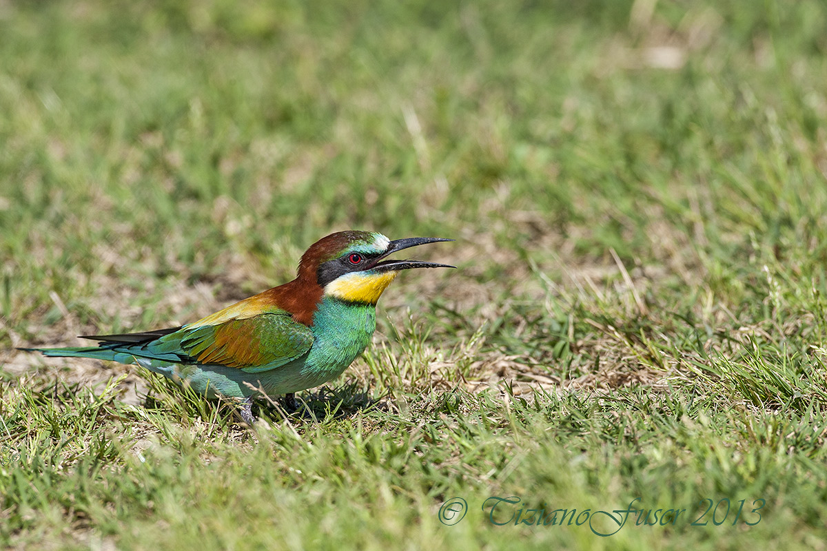 bee-eater flushed