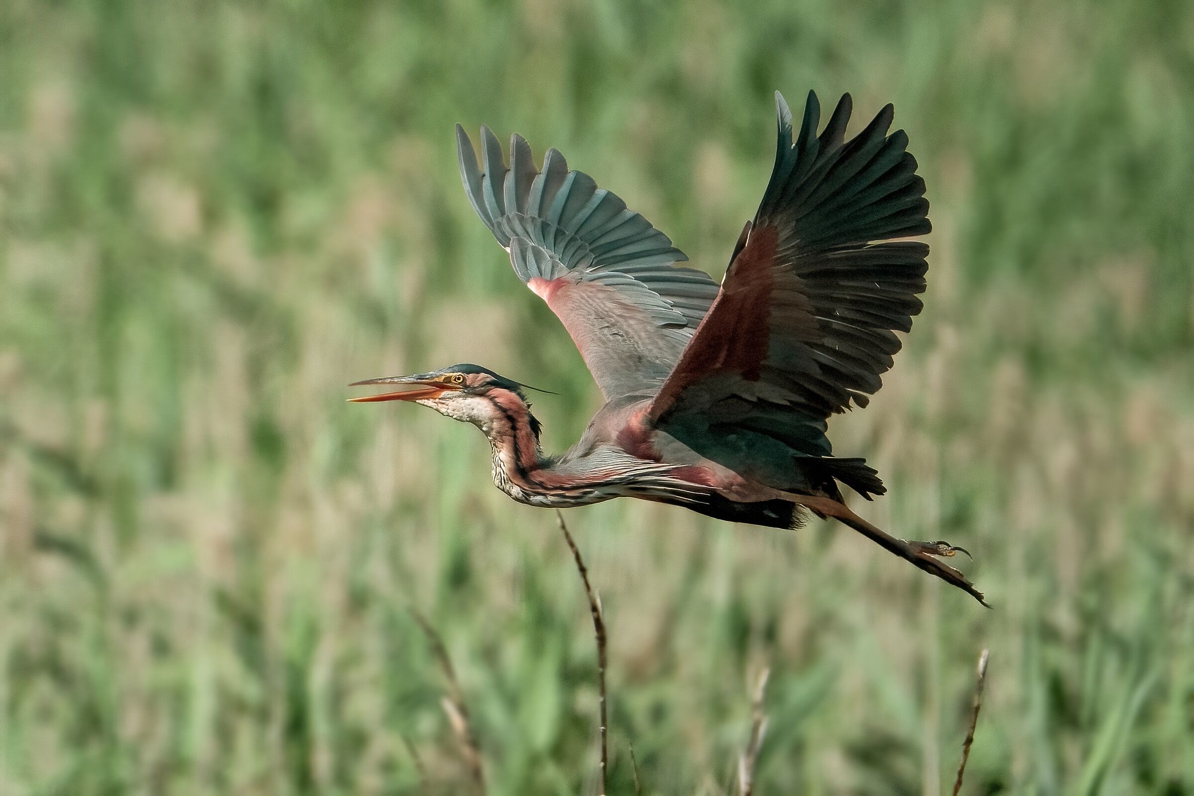 Purple Heron (Ardea purpurea)