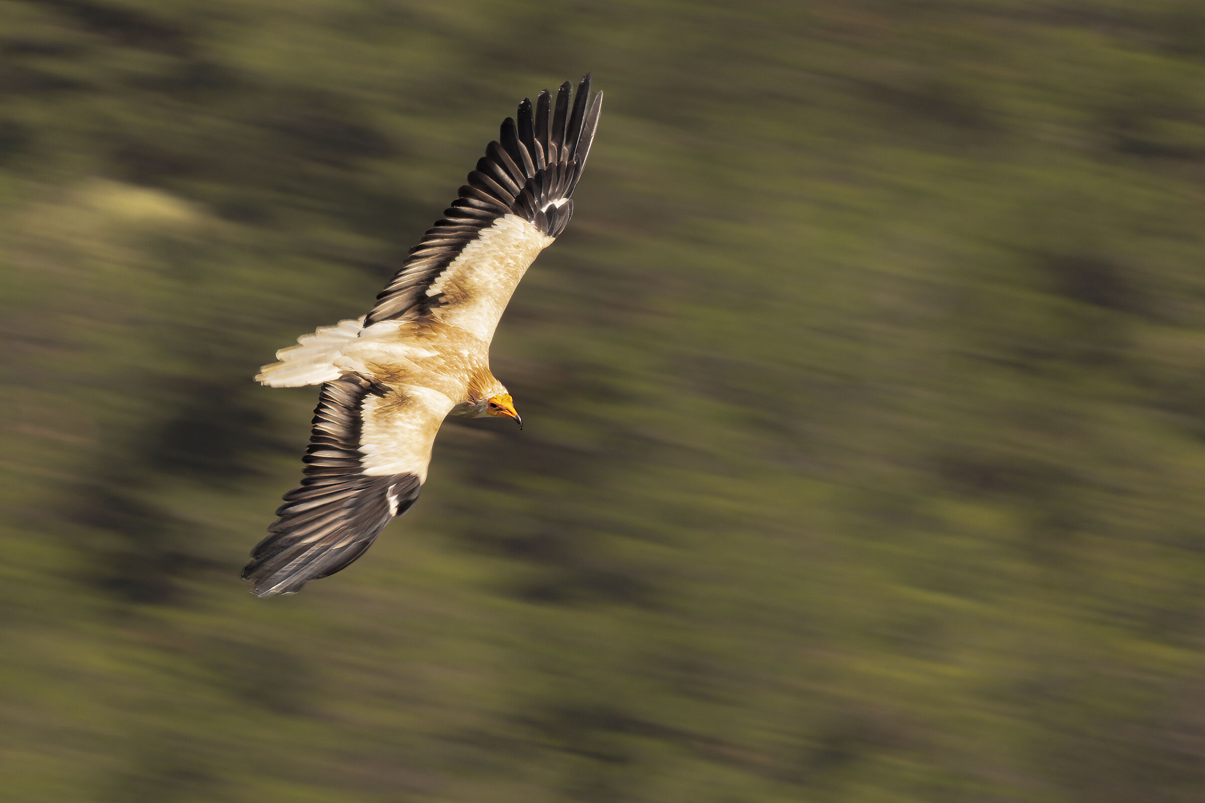 Egyptian vulture in flight