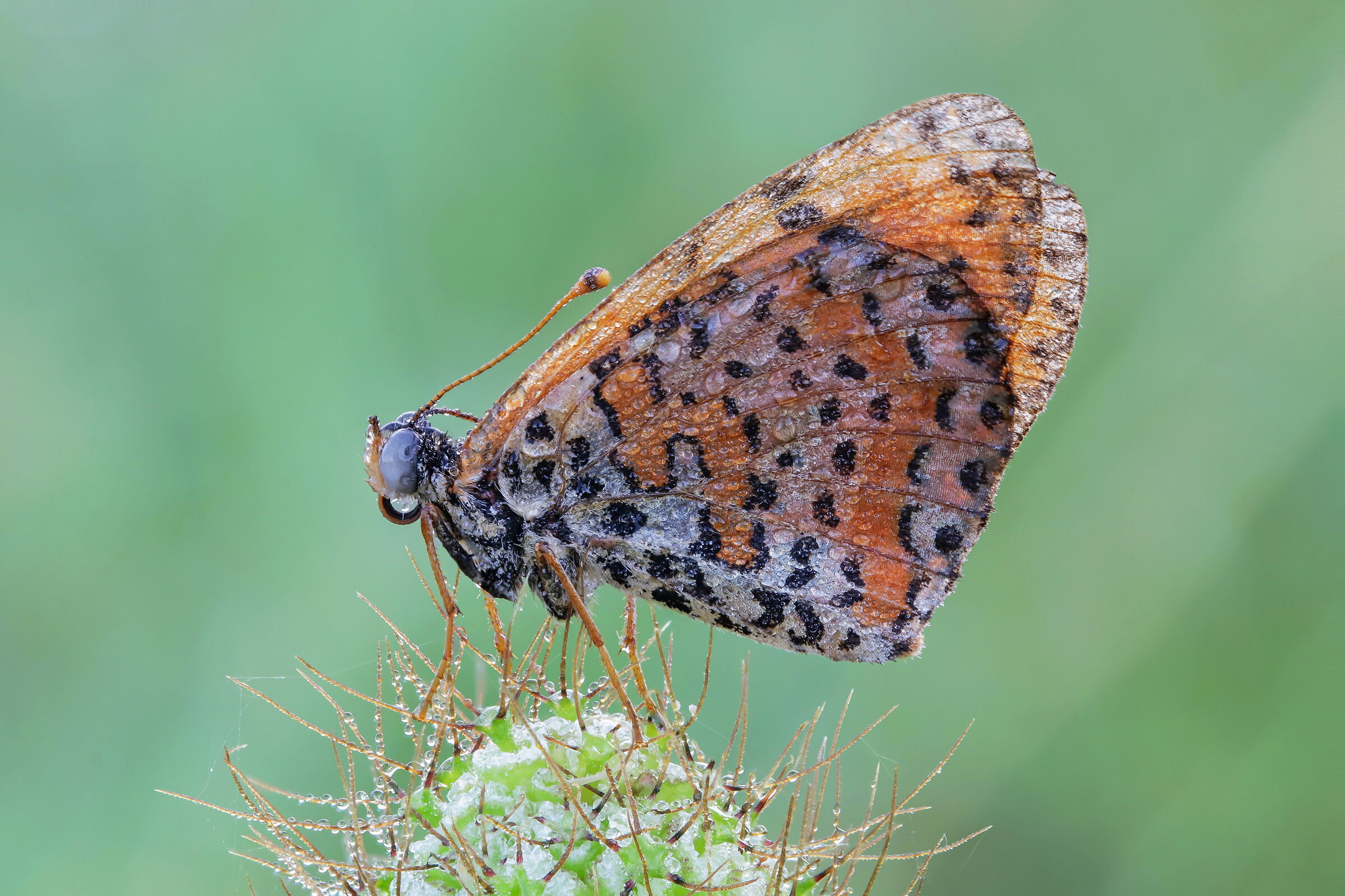 Melitaea didyma