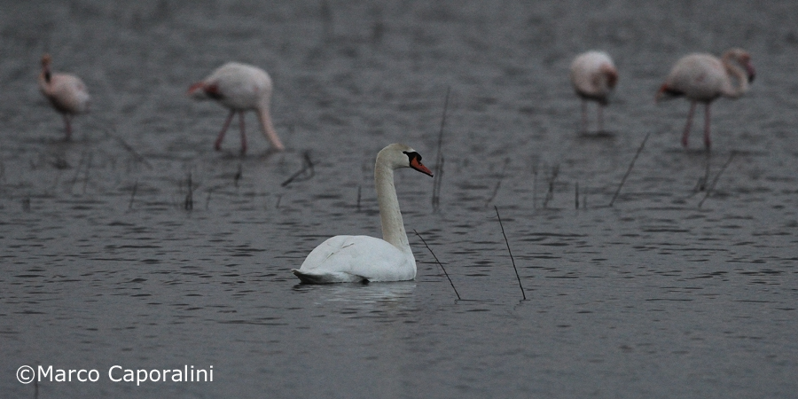Cigno e fenicotteri rosa 02