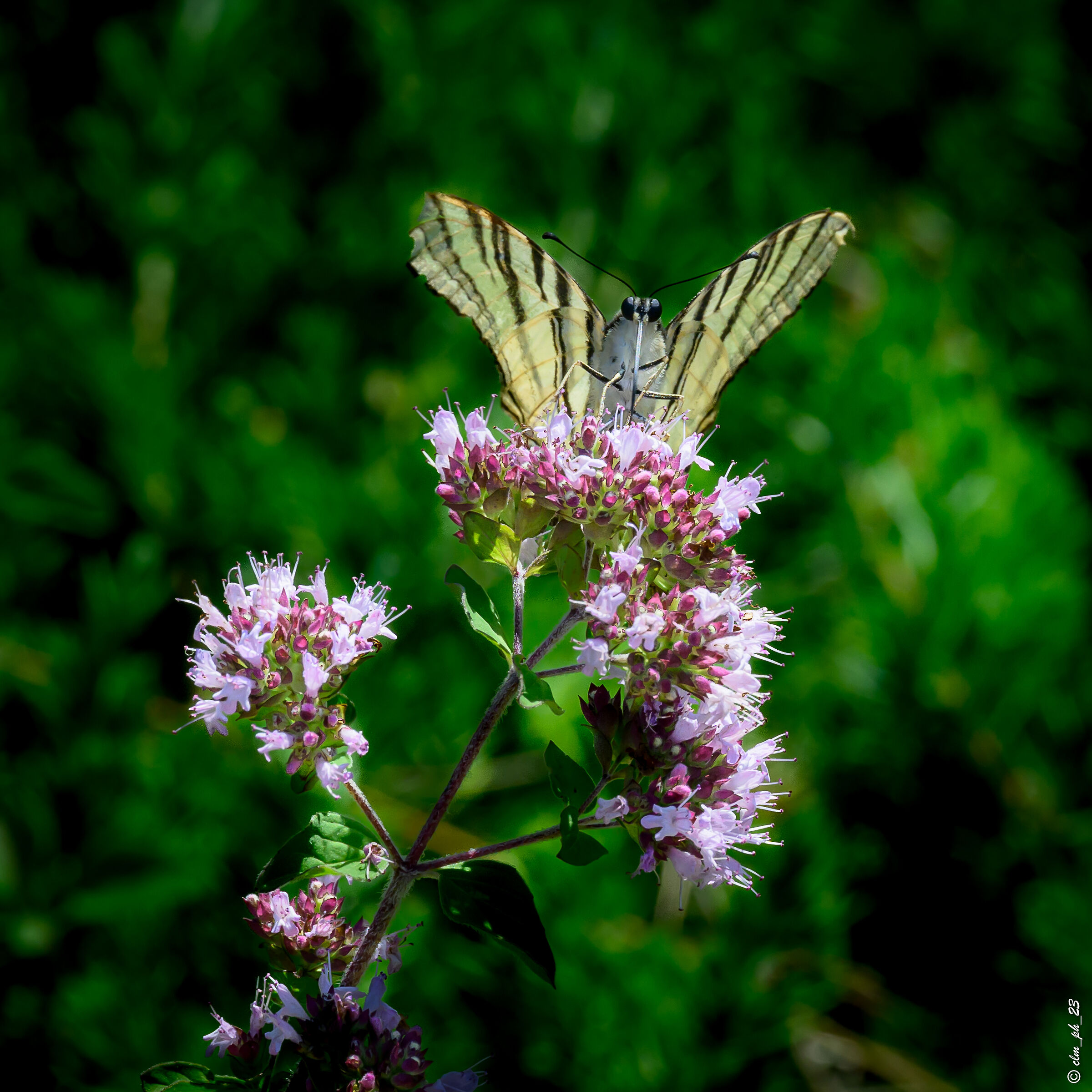 Scarce swallowtail