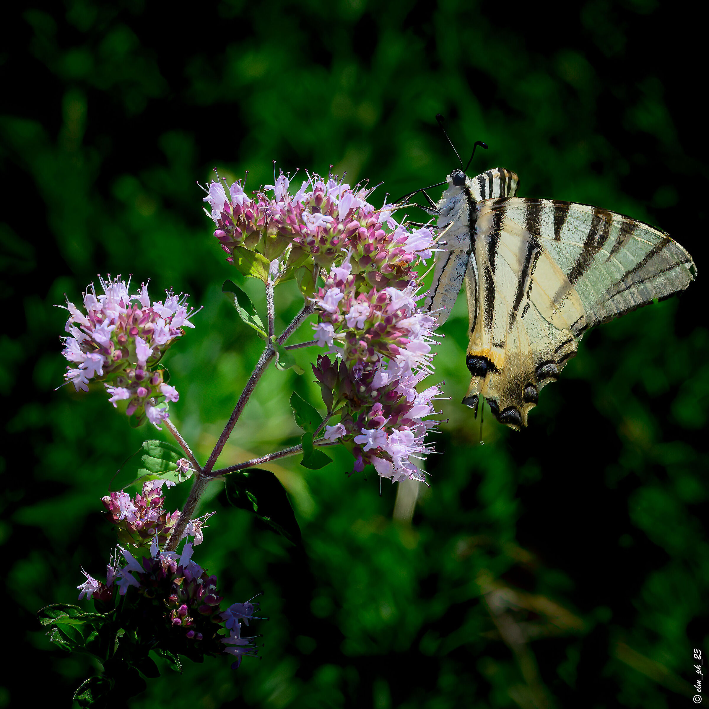 Scarce swallowtail
