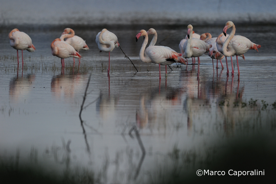 Fenicotteri 01