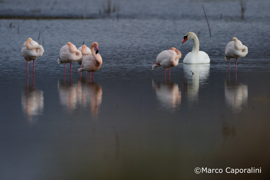 Cigno e fenicotteri rosa 01
