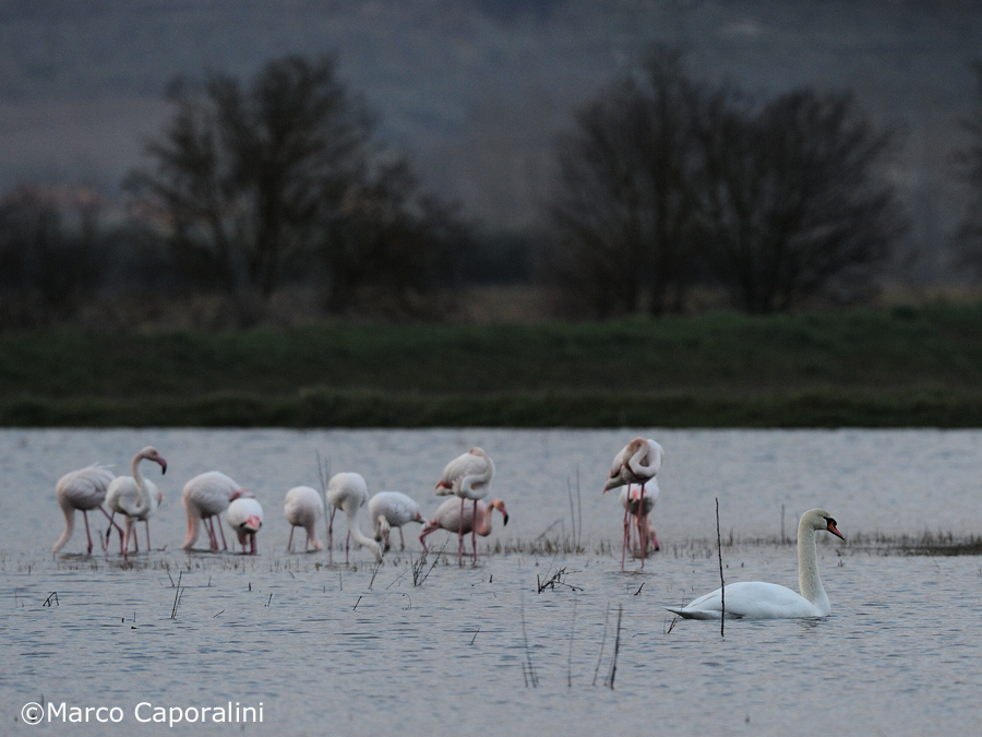 Cigno e fenicotteri rosa 03