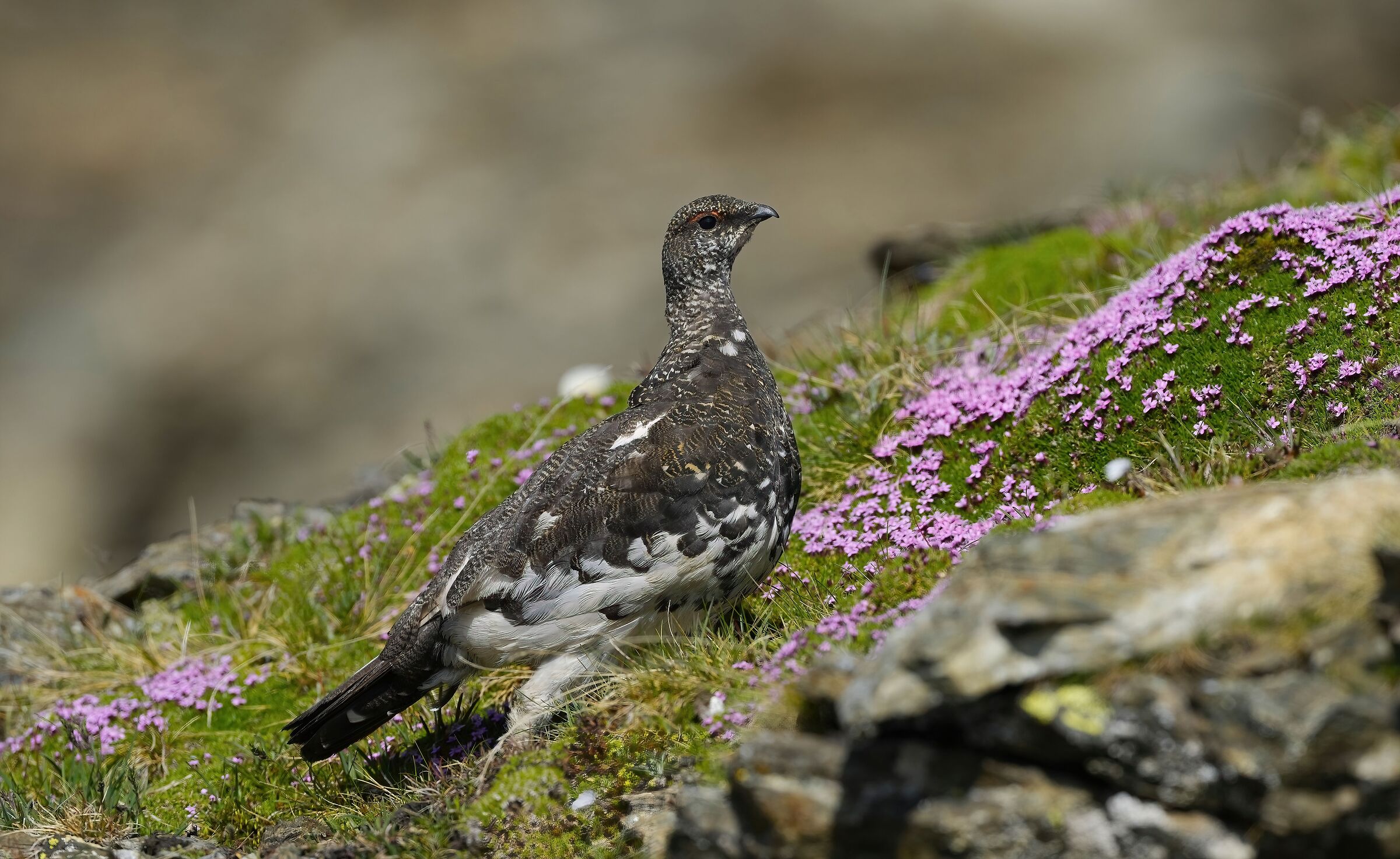 Variable ptarmigan, in summer dress