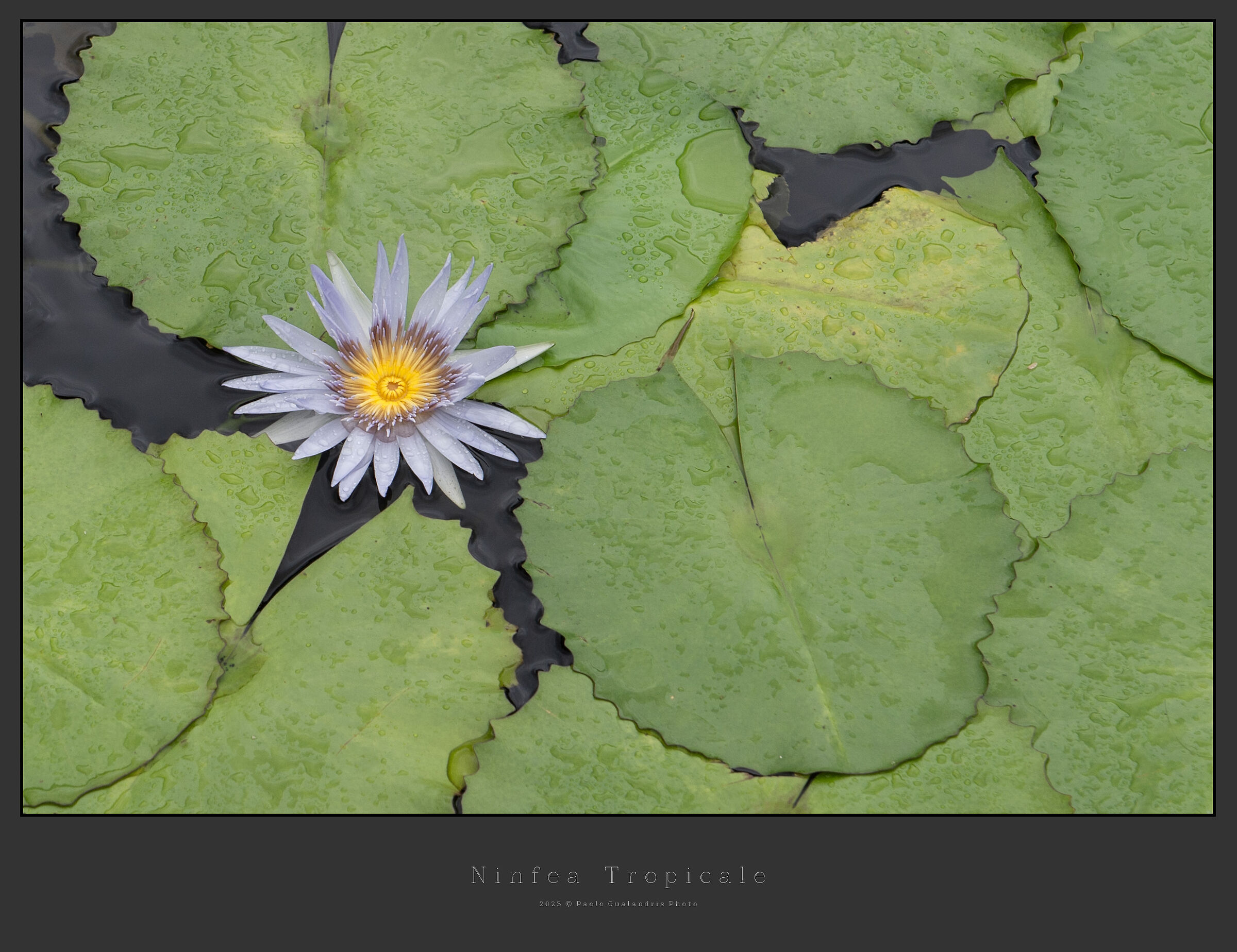 Ninfea Tropicale