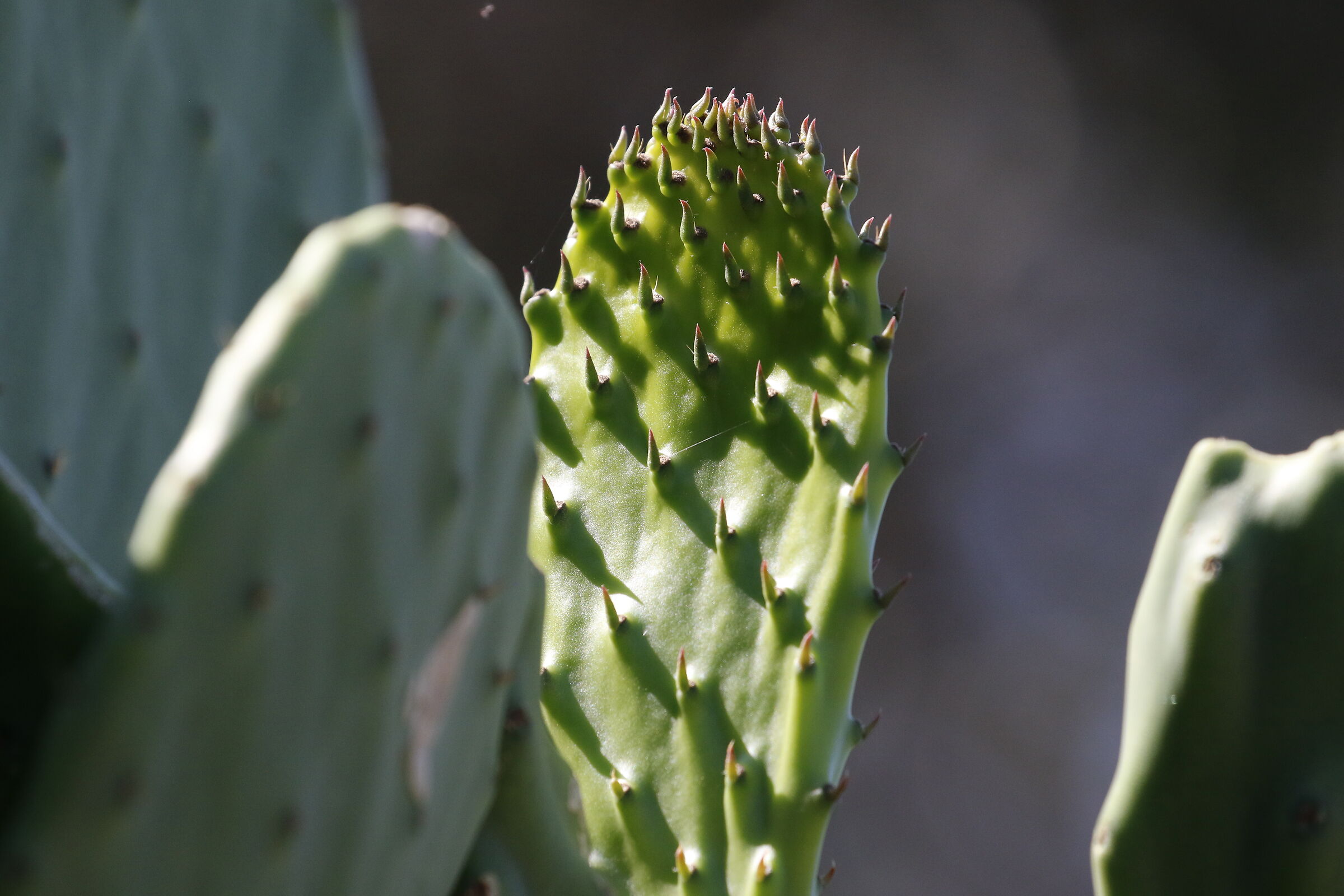 " Crop 6 Cento 40 ", Canon 100- 400 L II, 7 D II