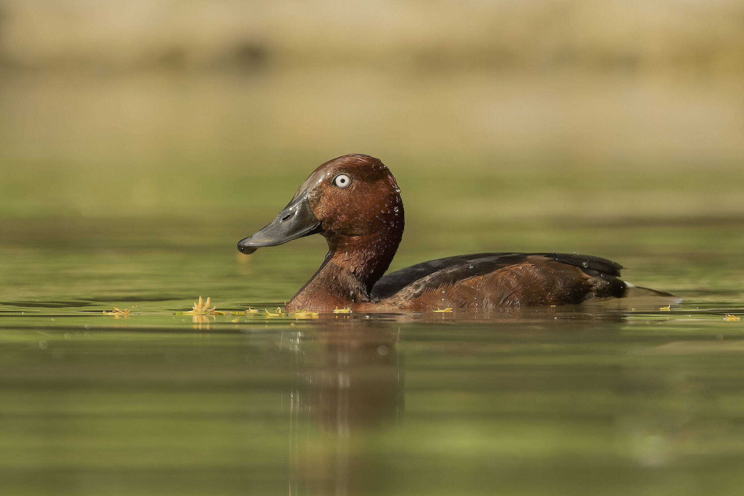 ferruginous duck