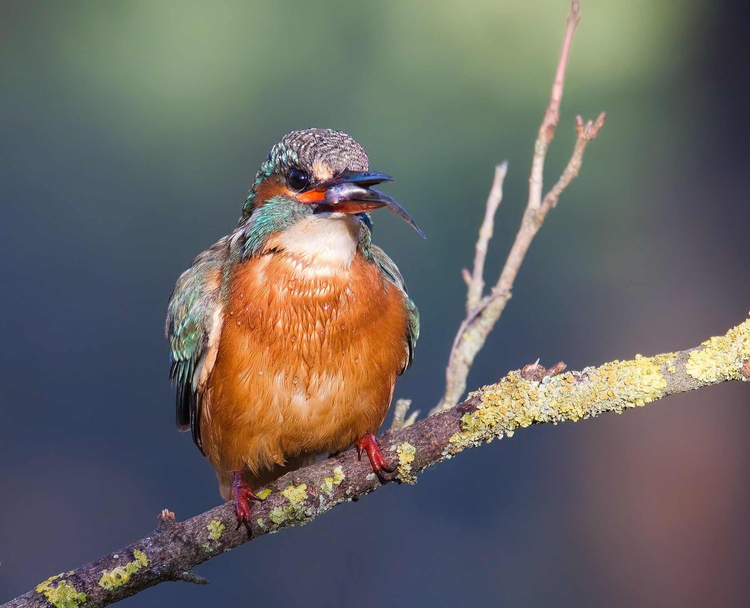 Martin pescatore femmina