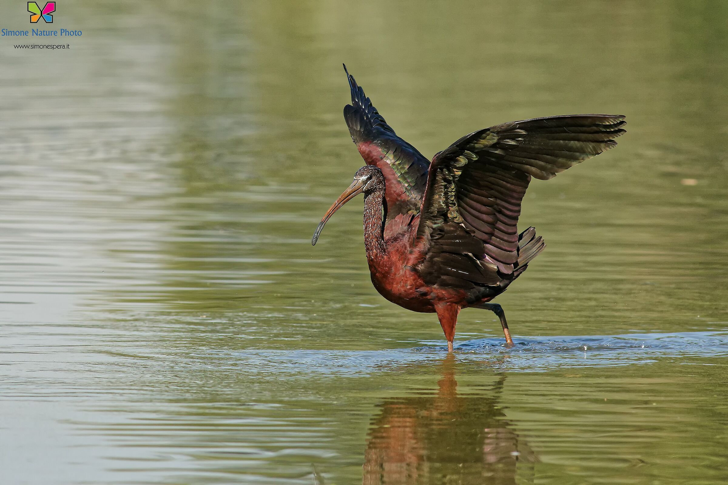 Glossy ibis...