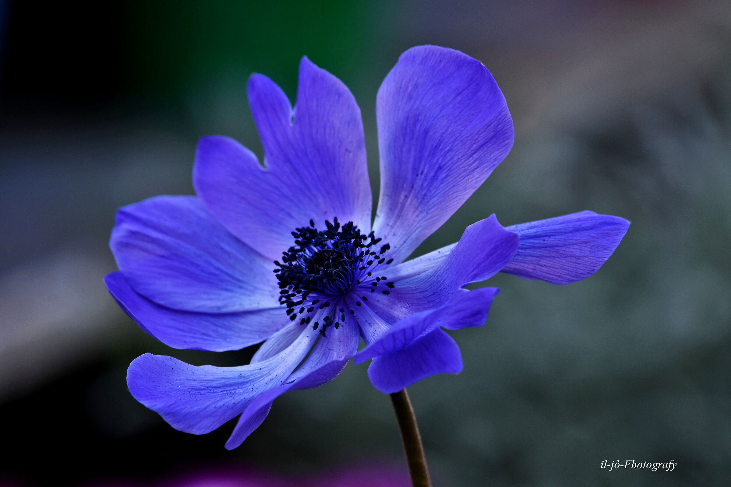 Untitled Photo