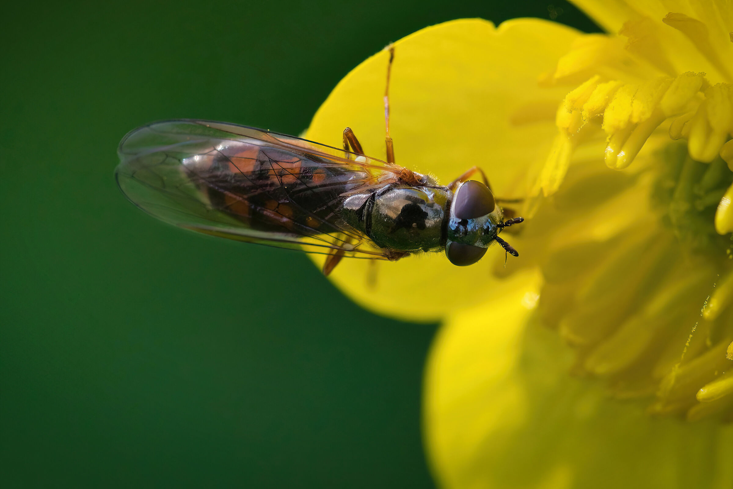 Melanostoma mellinum