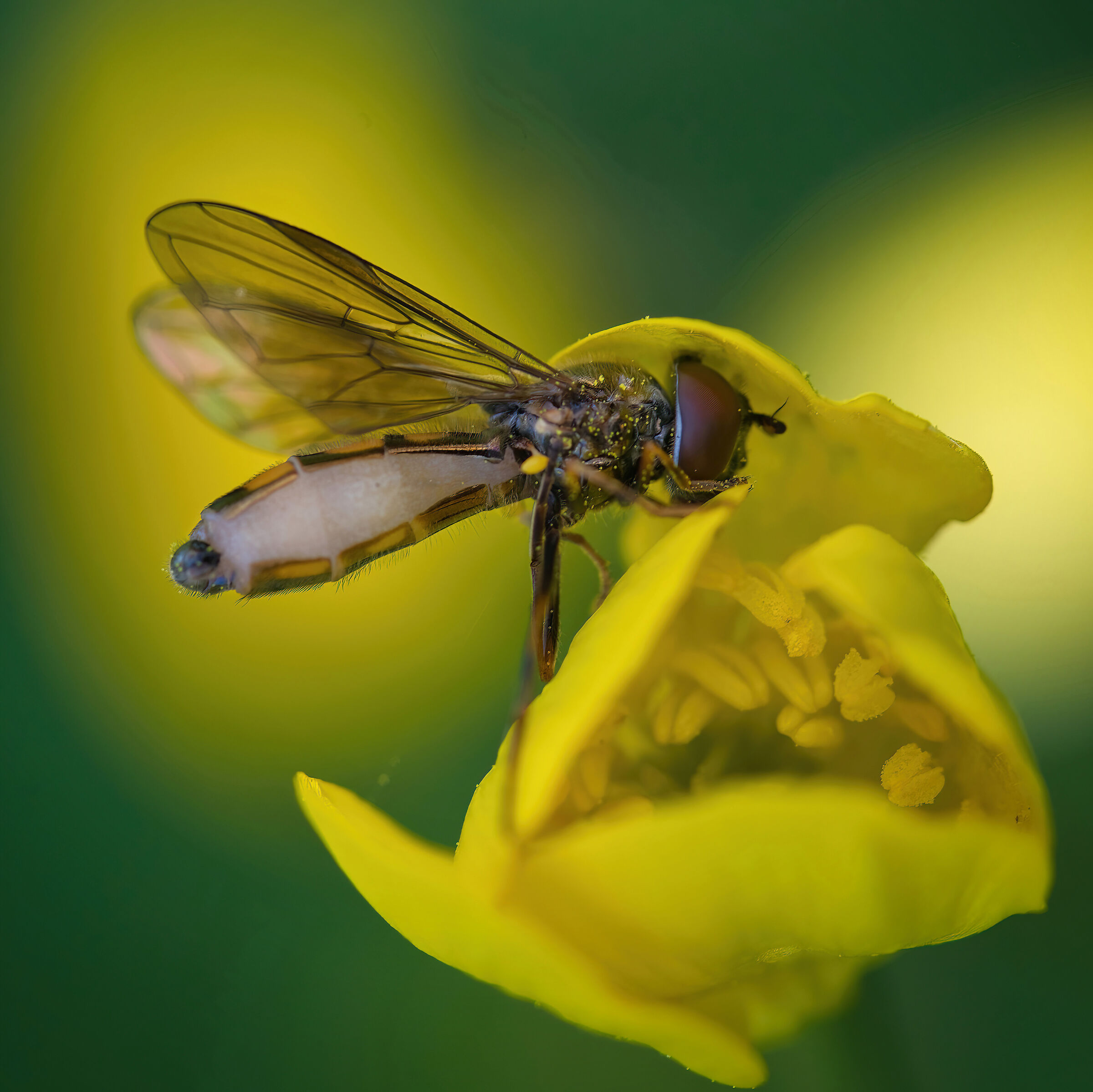 Melanostoma mellinum