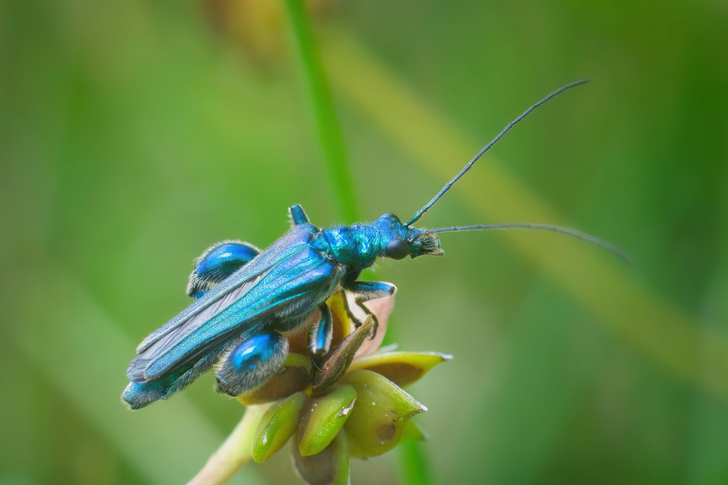Oedemara nobilis