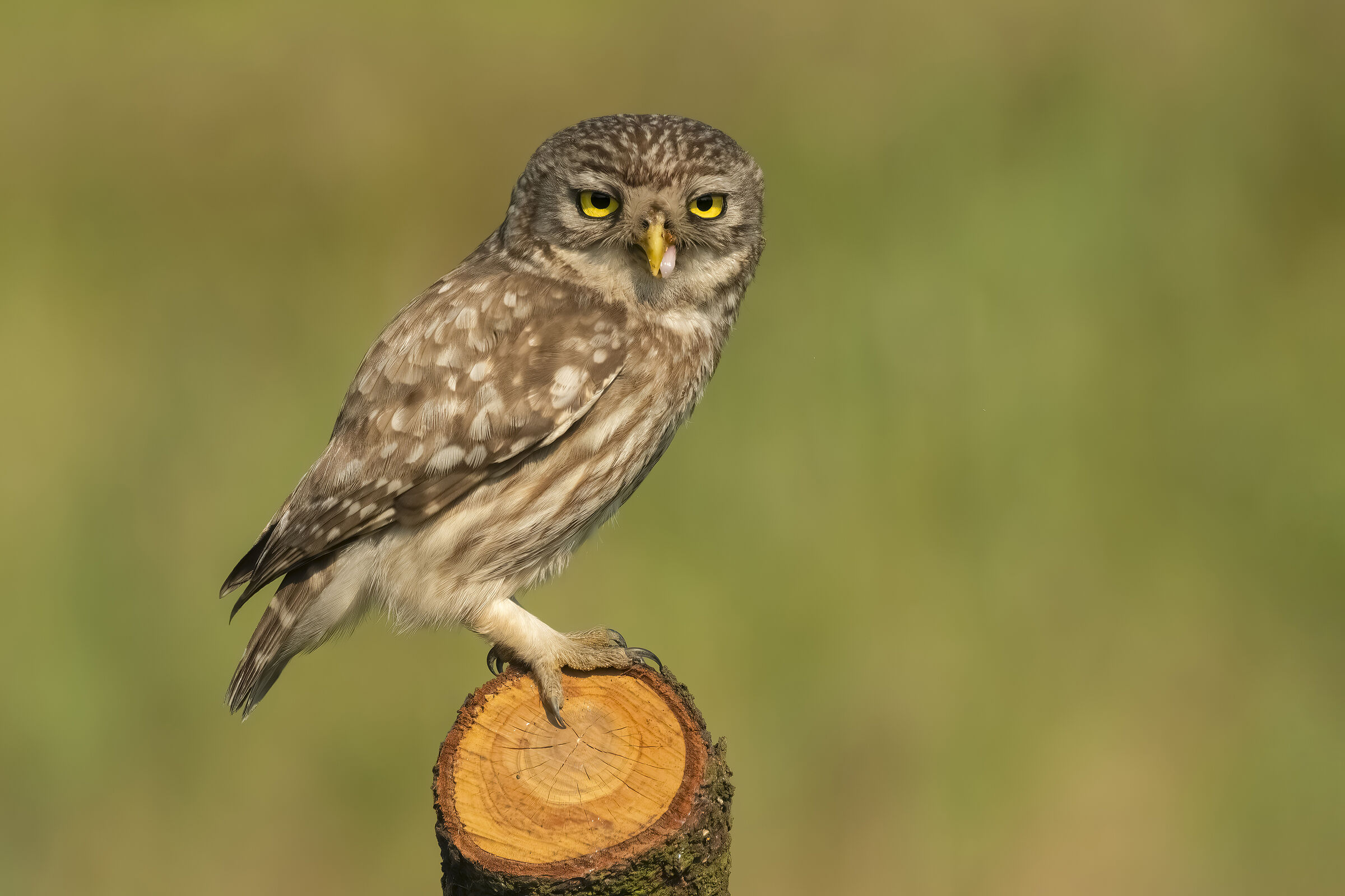 Owl