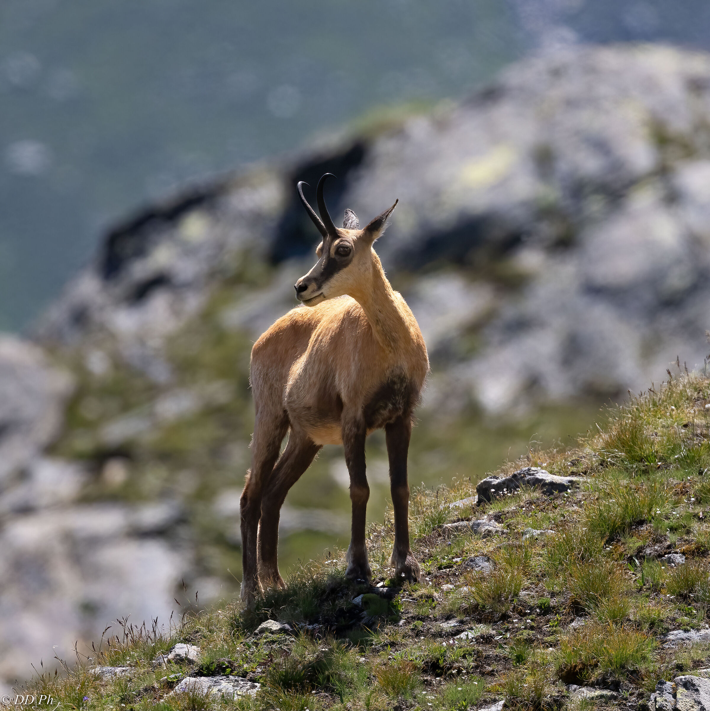 Chamois