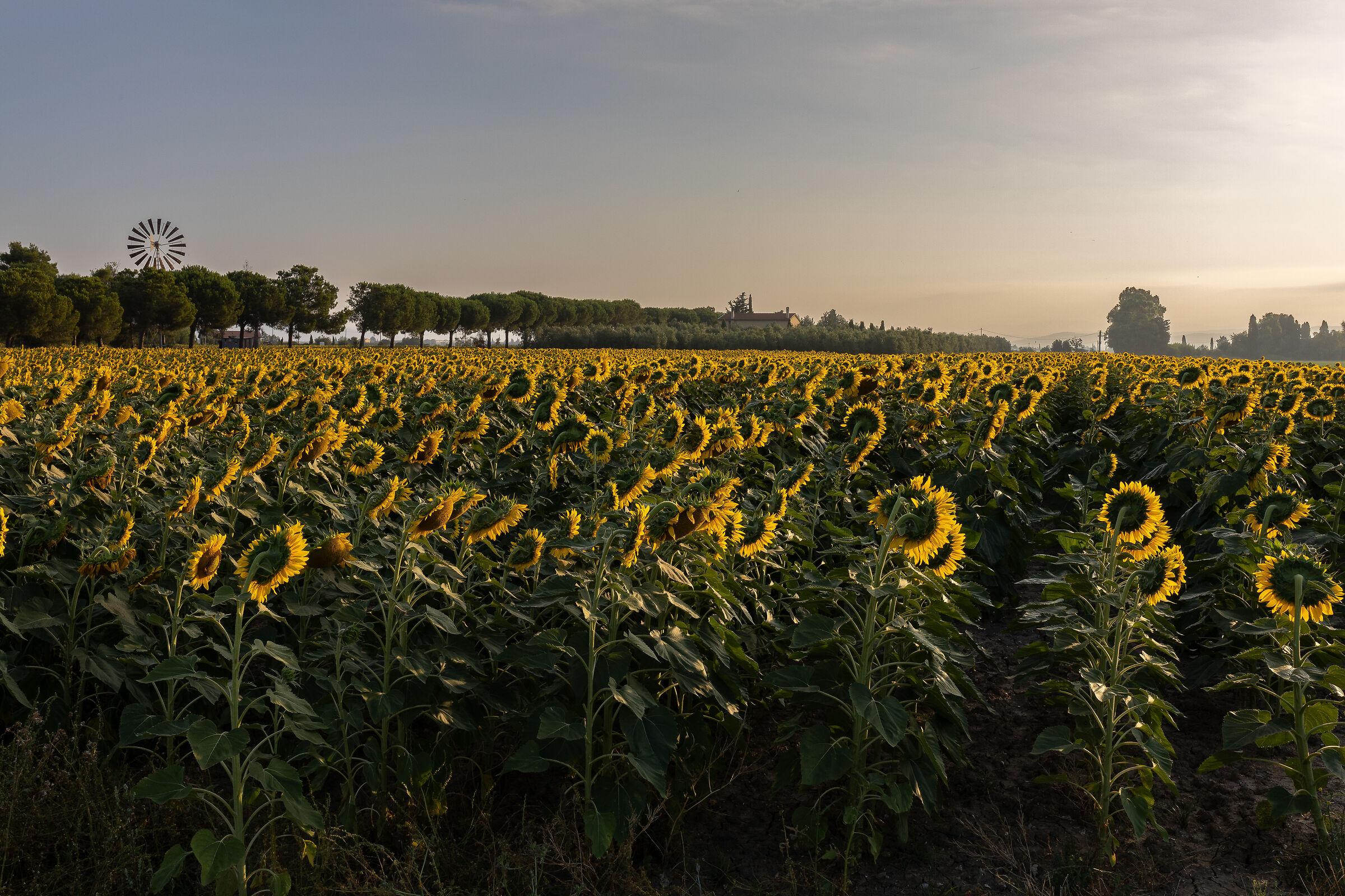 Girasoli all'alba con mulino a vento...