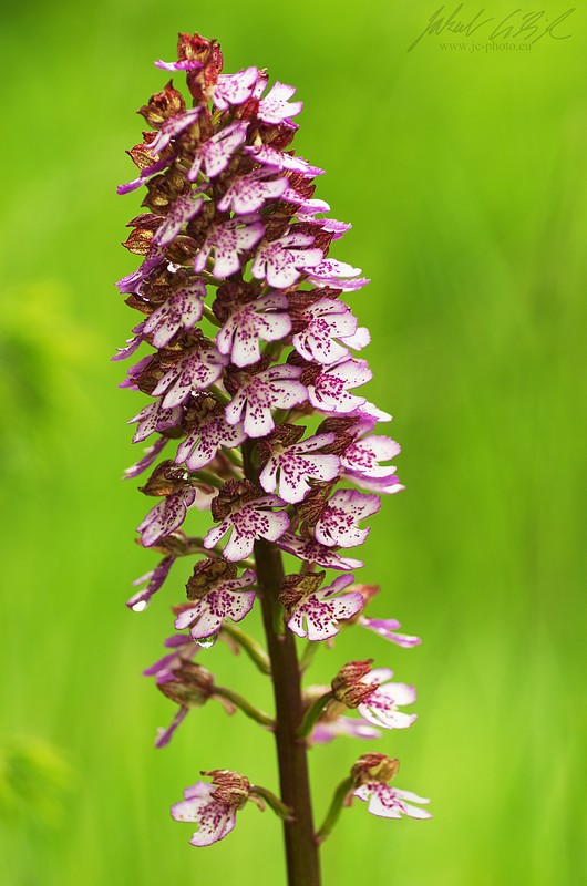 Orchis purpurea