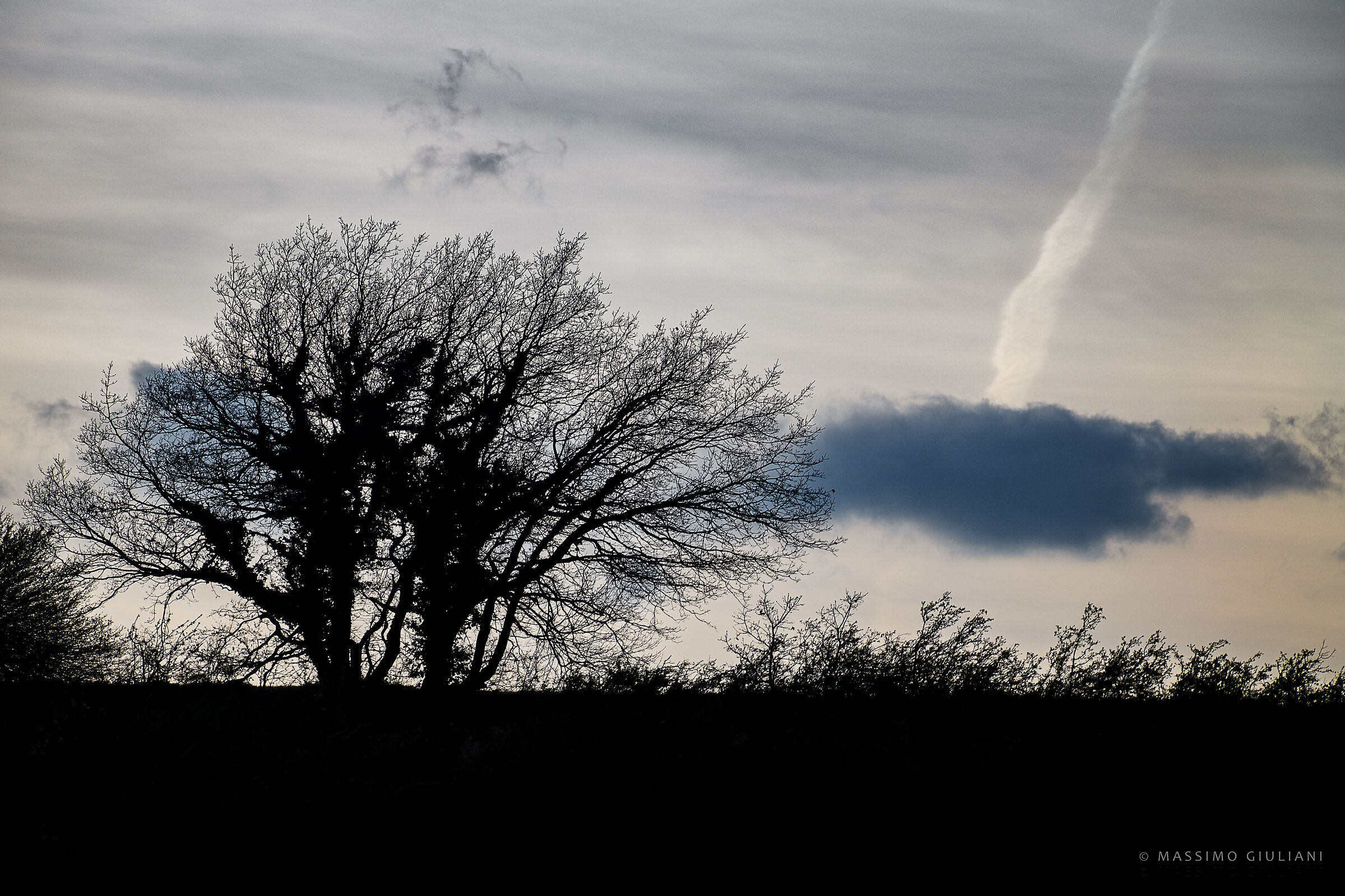 Alberi e nuvole