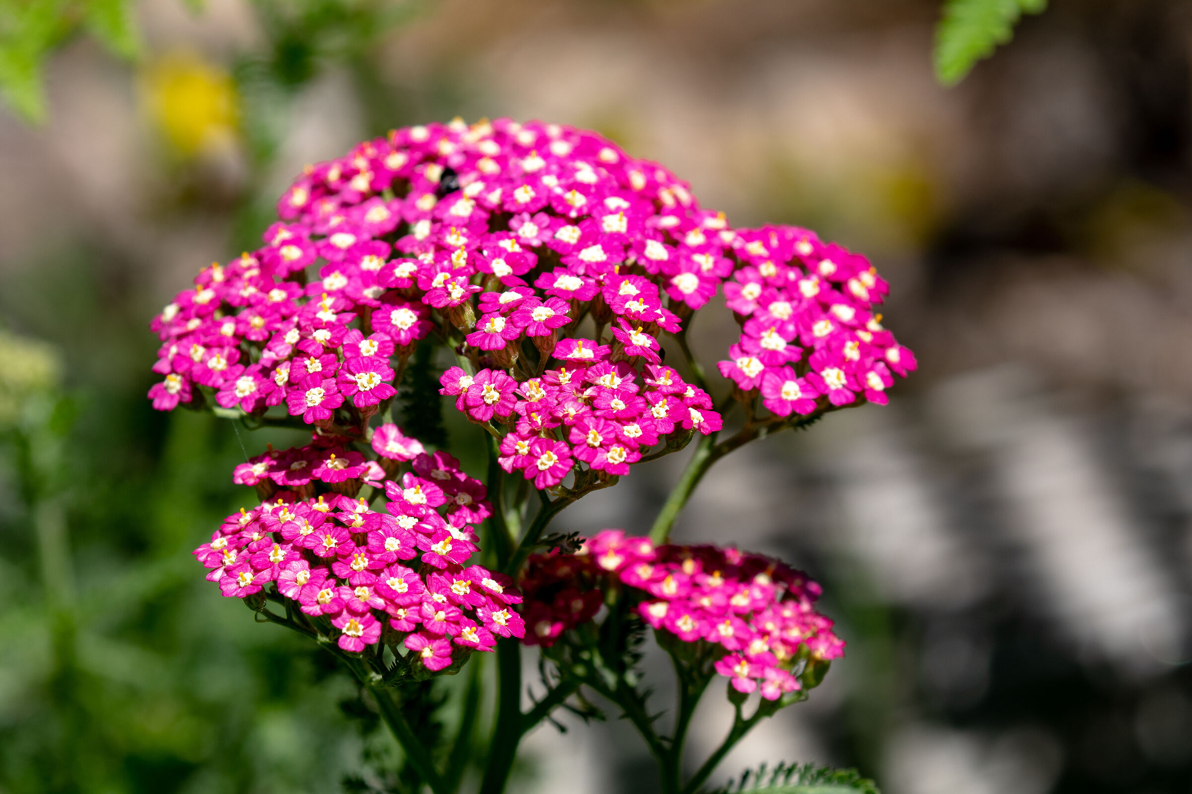 Yarrow