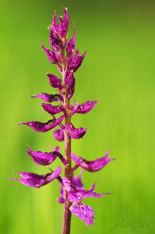 Orchis mascula