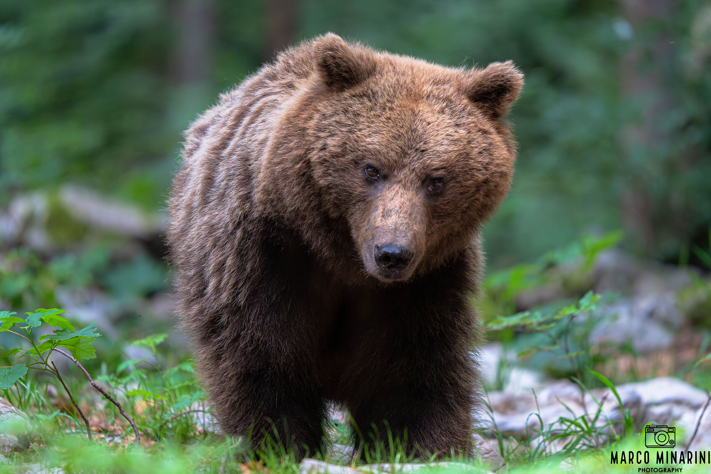 Orso Bruno