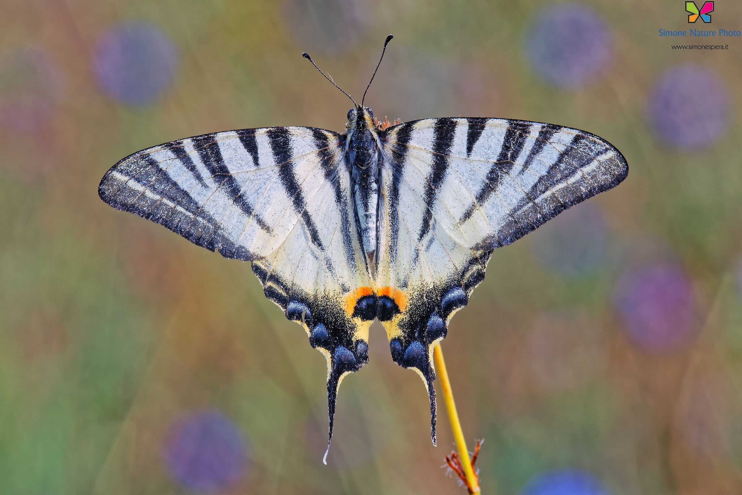 A little dalirio... a little colors ...